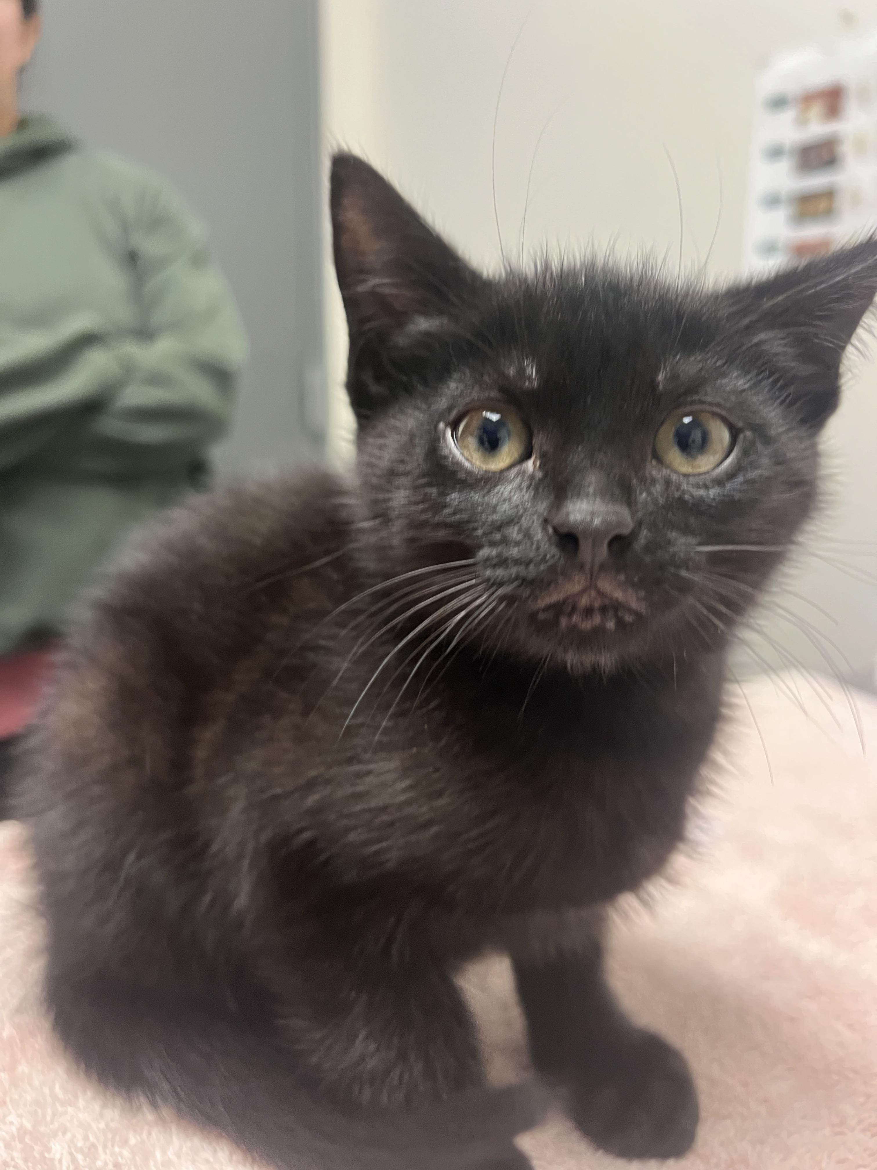 Enlarge Bandit, a Adopted mixed breed in Chico, CA image 2/2