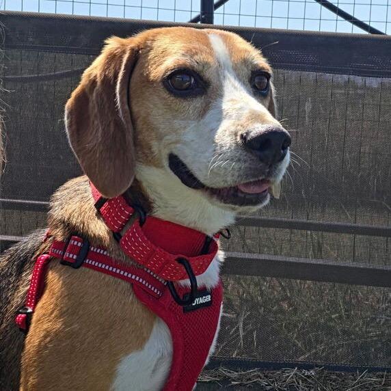 Andy, Adoptable, Adult Male Beagle.