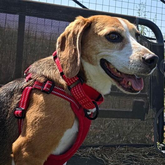 Enlarge Andy, a Adoptable Beagle in Nowata, OK image 2/2