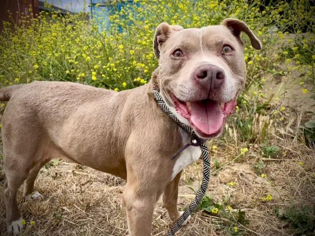 KAT, Adoptable, Senior Female Pit Bull Terrier.