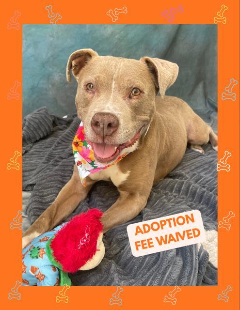 Enlarge KAT, a Adoptable Pit Bull Terrier in Salinas, CA image 1/1