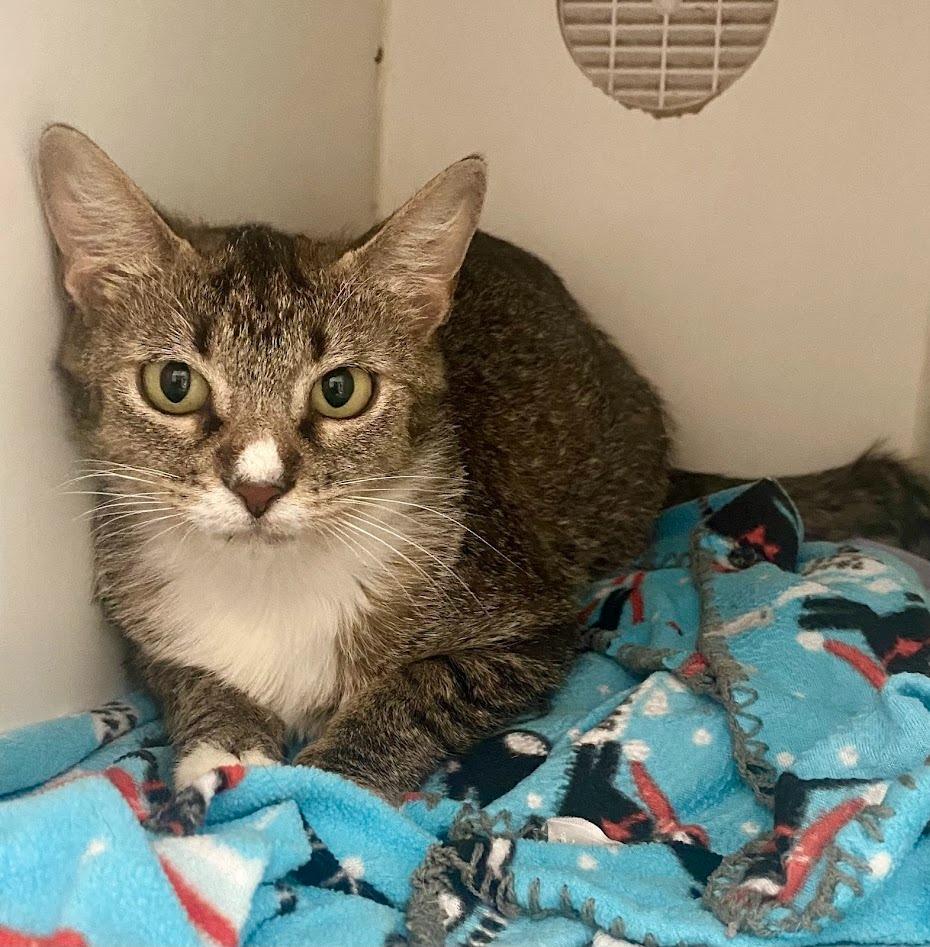 Dianna, Adoptable, Young Female Domestic Short Hair.