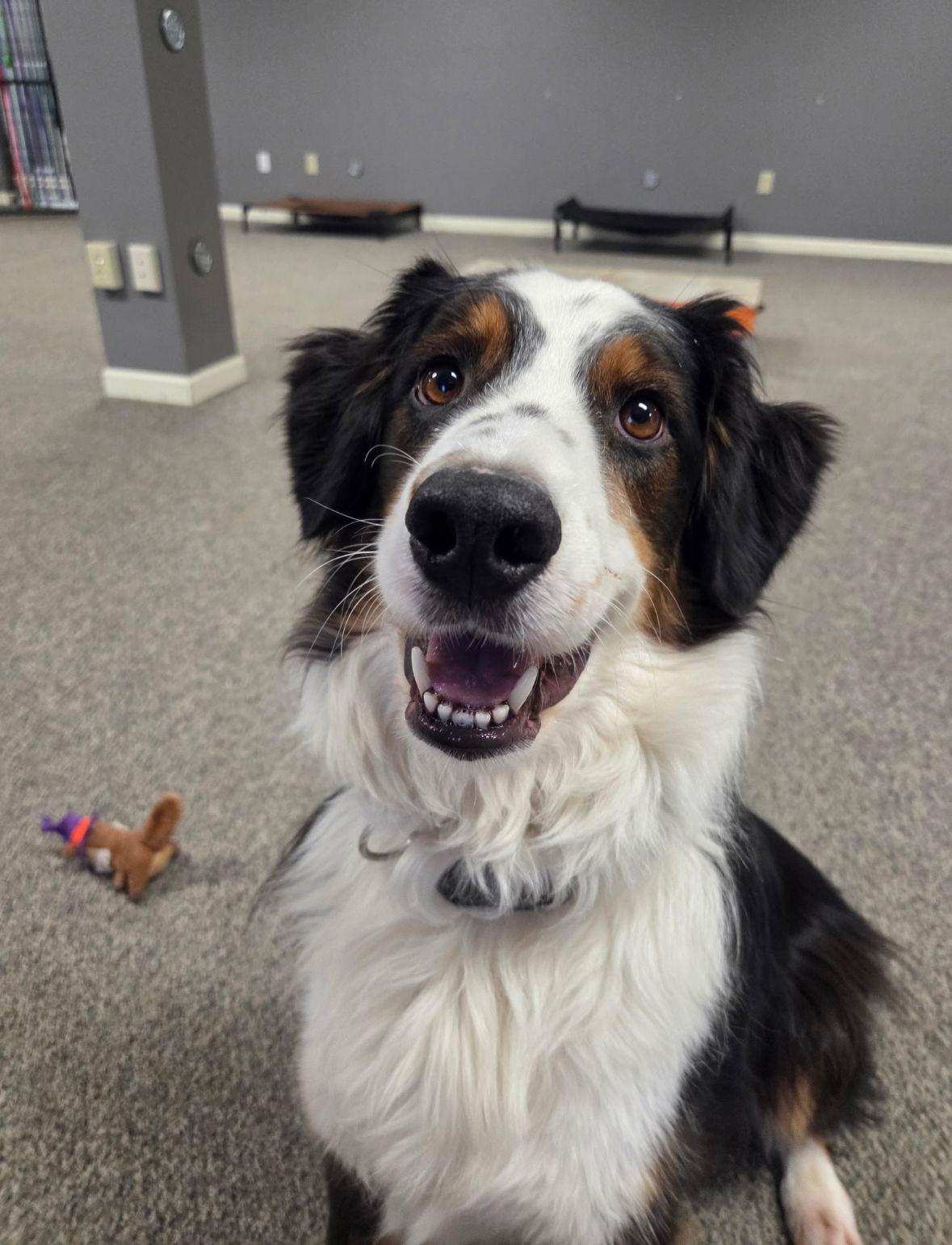Enlarge Max, a Adoptable Australian Shepherd in Cuyahoga Falls, OH image 1/3
