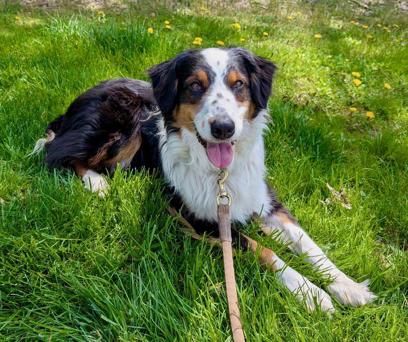 Enlarge Max, a Adoptable Australian Shepherd in Cuyahoga Falls, OH image 2/3