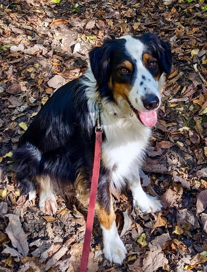Enlarge Max, a Adoptable Australian Shepherd in Cuyahoga Falls, OH image 3/3