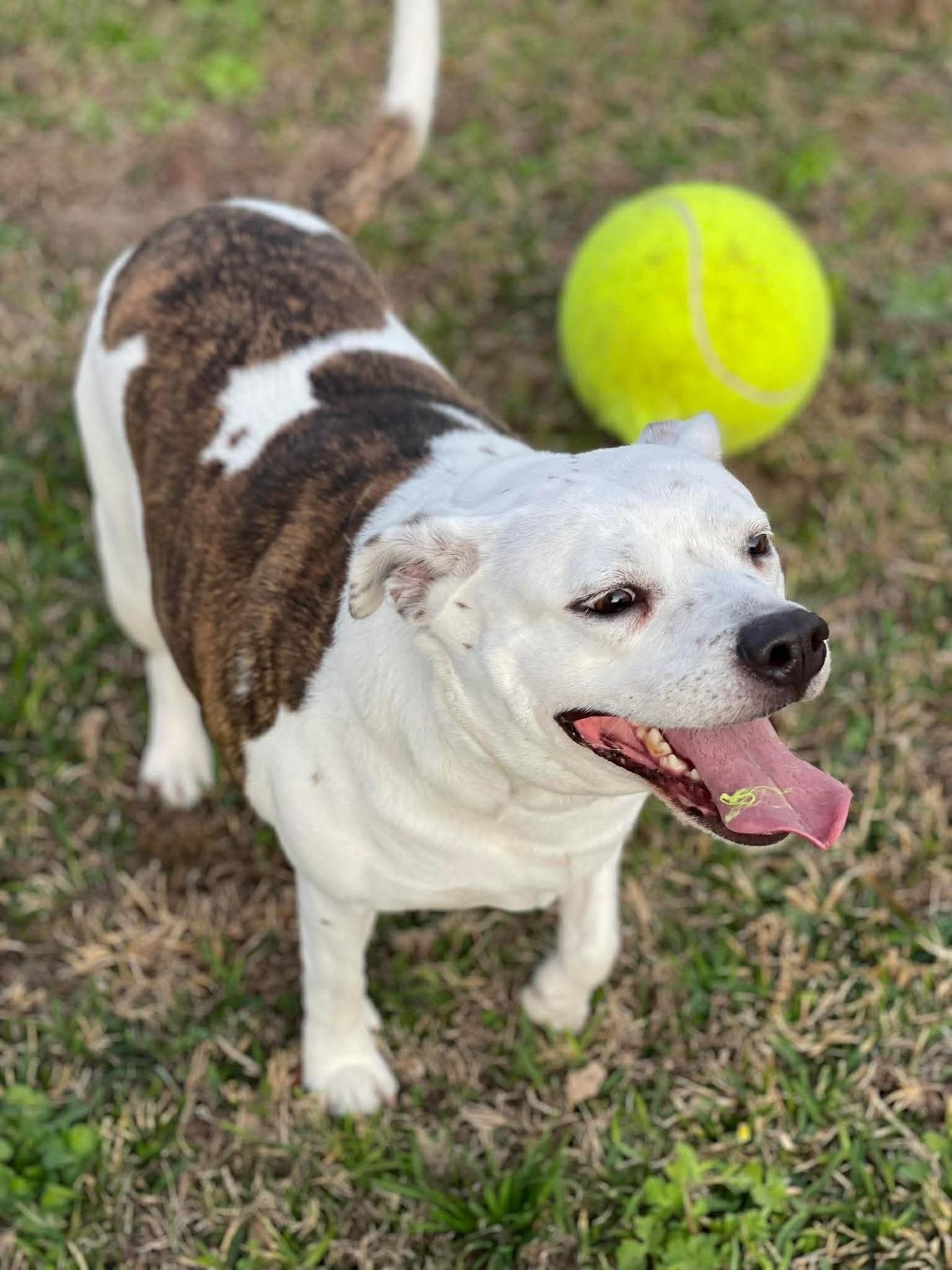 Enlarge Star, a ADOPTABLE mixed breed in Salem, NH image 5/5