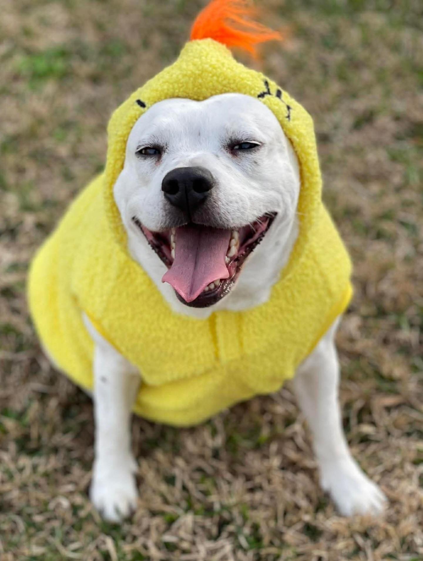 Star, ADOPTABLE, Adult Female American Staffordshire Terrier.