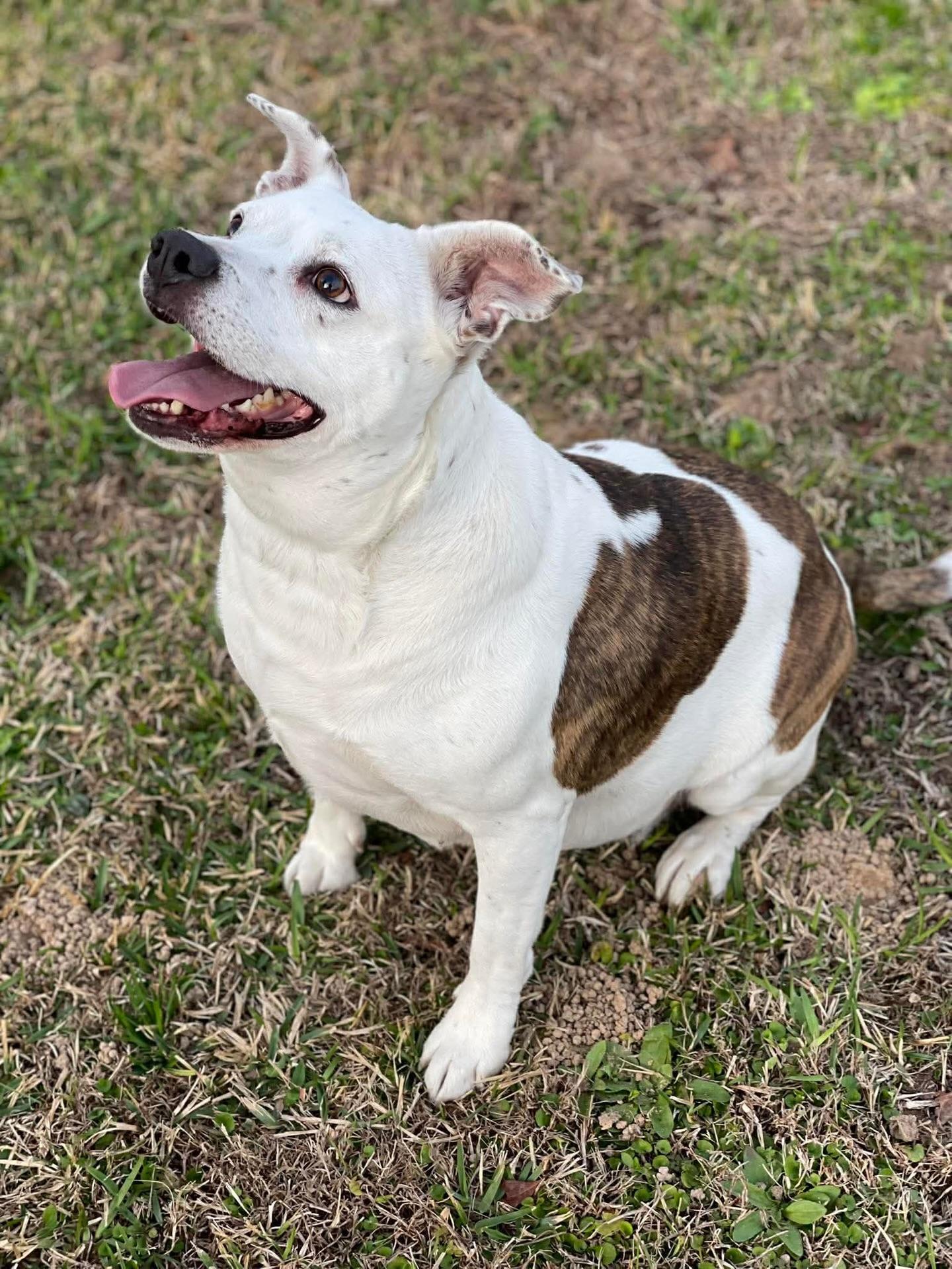 Enlarge Star, a ADOPTABLE mixed breed in Salem, NH image 2/5