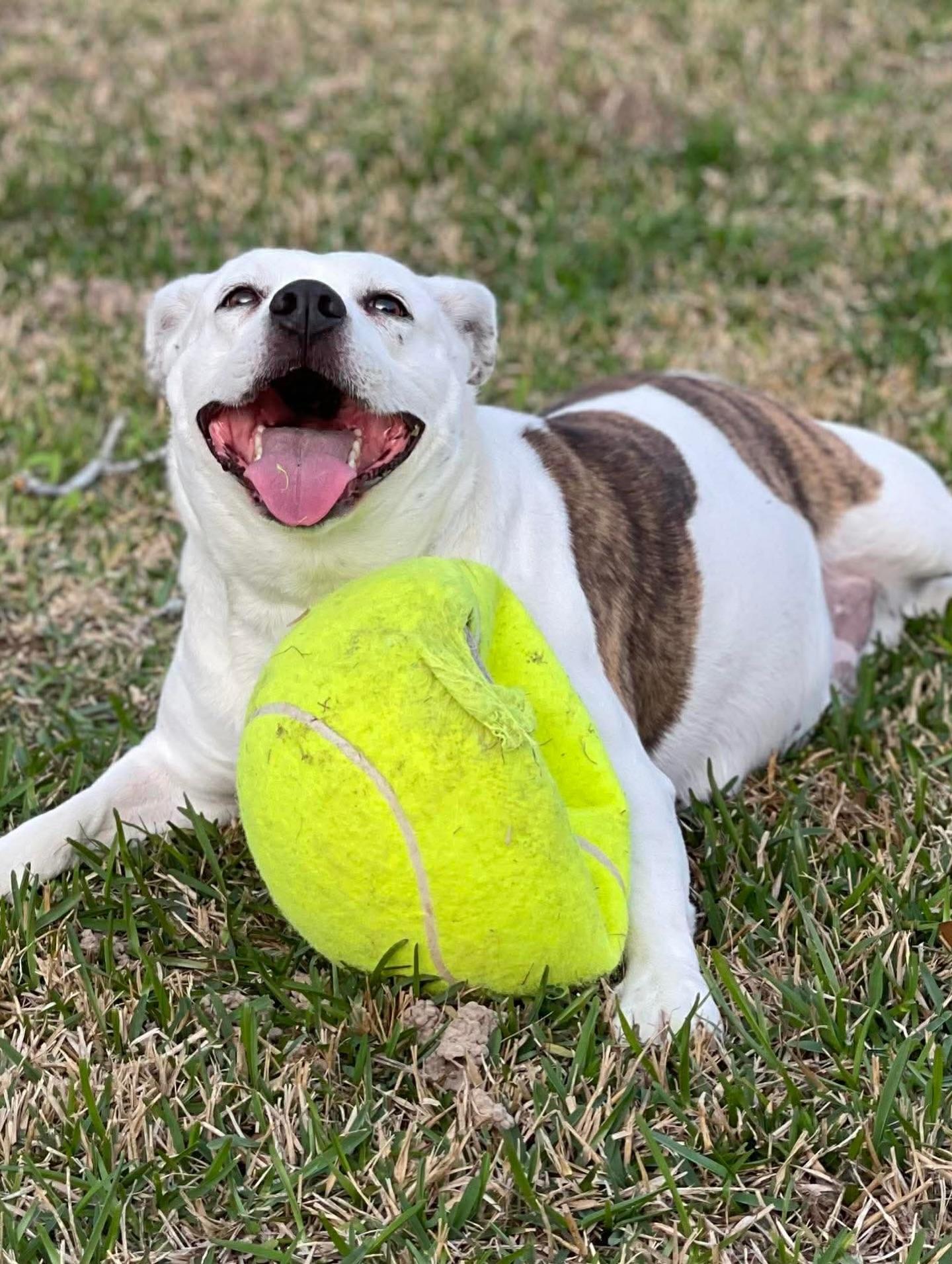 Enlarge Star, a ADOPTABLE mixed breed in Salem, NH image 3/5