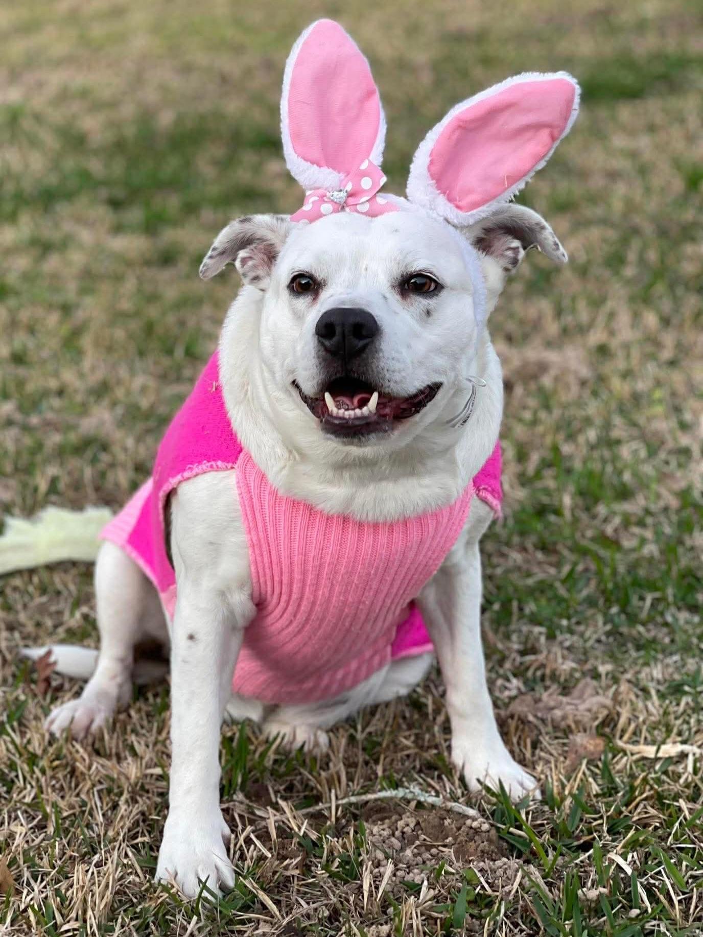 Enlarge Star, a ADOPTABLE mixed breed in Salem, NH image 4/5