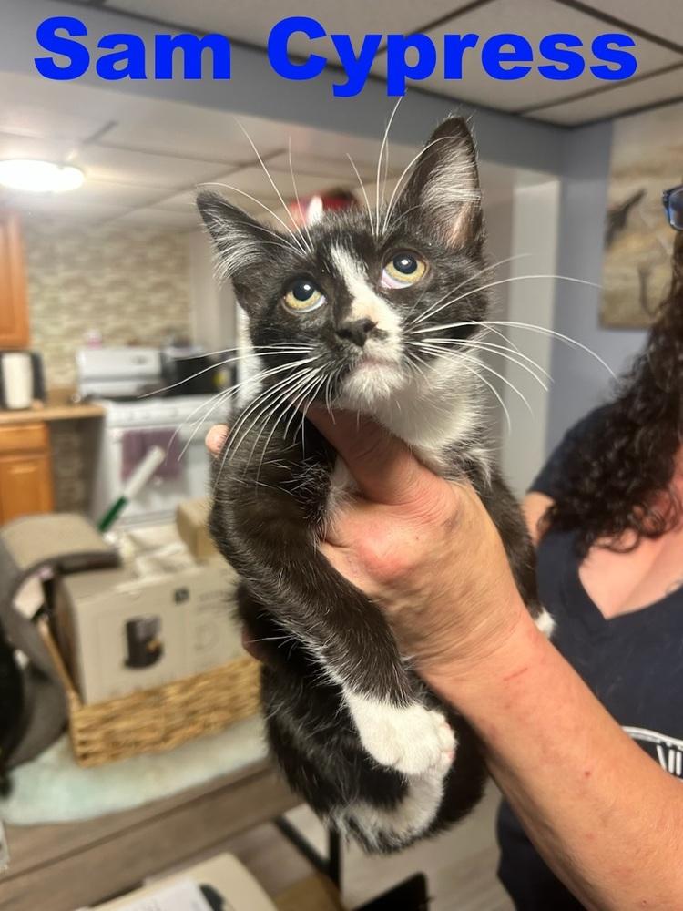 Sam Cypress, Adoptable, Kitten Male Domestic Short Hair.