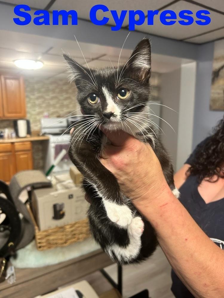 Sam Cypress, a Adoptable mixed breed in Westbury, NY image 2/2