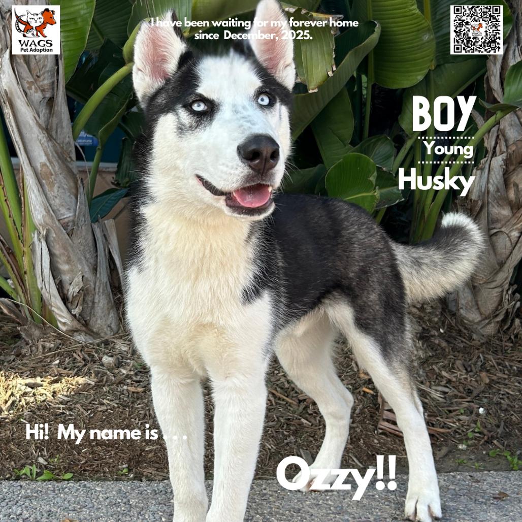 Ozzy, Adoptable, Young Male Siberian Husky.