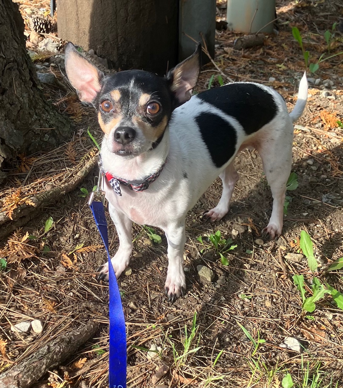 Enlarge Opie & Jax, a Adoptable mixed breed in Raymond, OH image 2/3