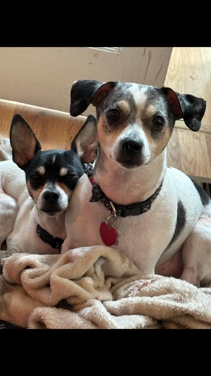 Enlarge Opie & Jax, a Adoptable mixed breed in Raymond, OH image 1/3