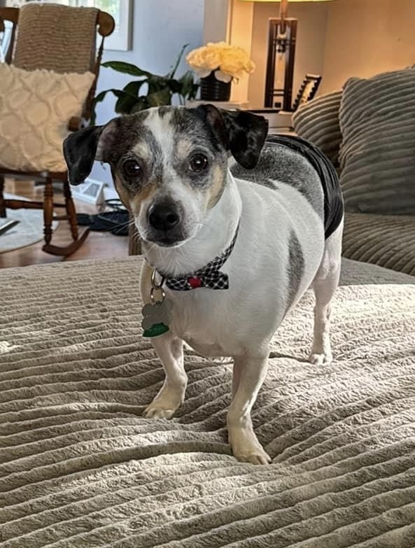 Enlarge Opie & Jax, a Adoptable mixed breed in Raymond, OH image 3/3