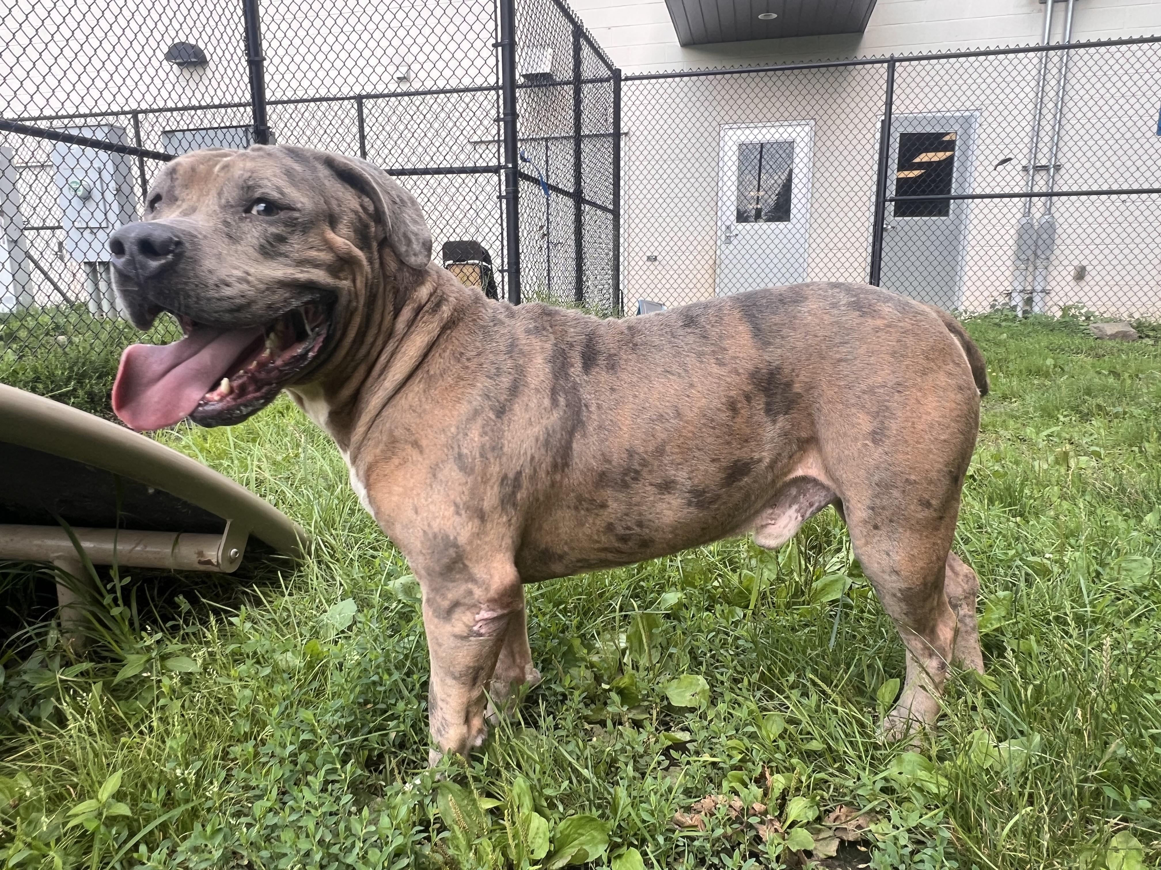 Enlarge Mo, a Adoptable mixed breed in Yonkers, NY image 4/6