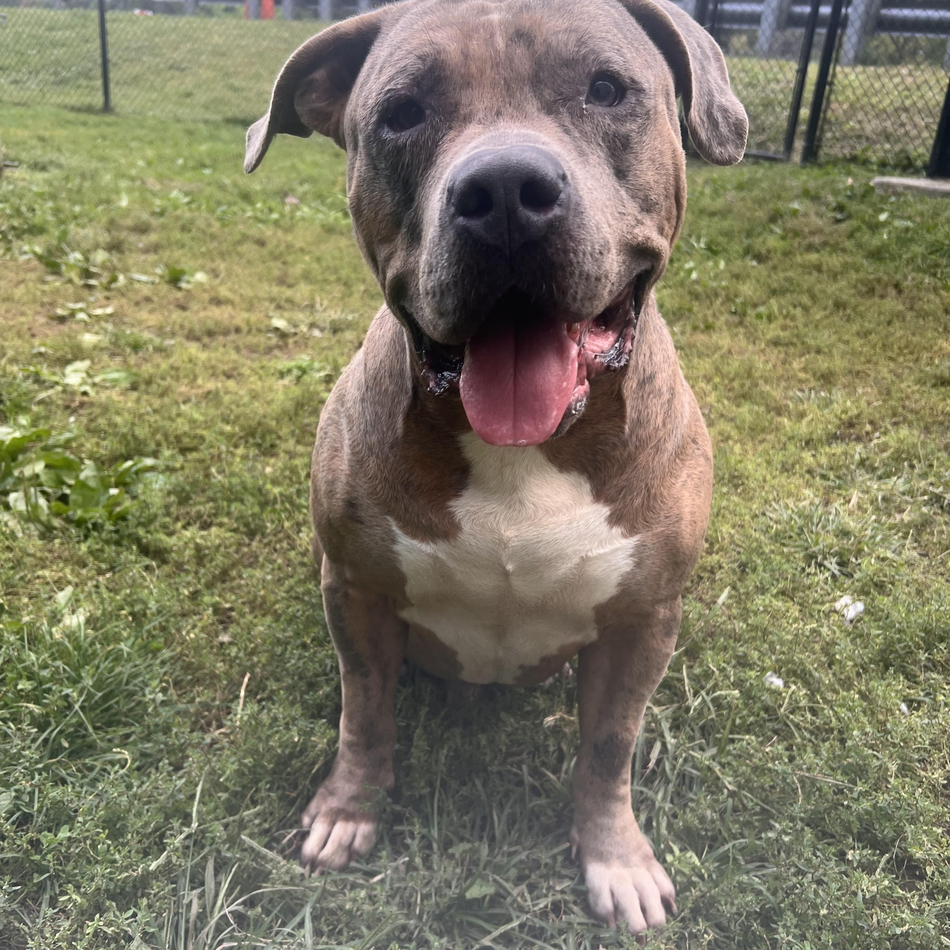 Enlarge Mo, a Adoptable mixed breed in Yonkers, NY image 6/6