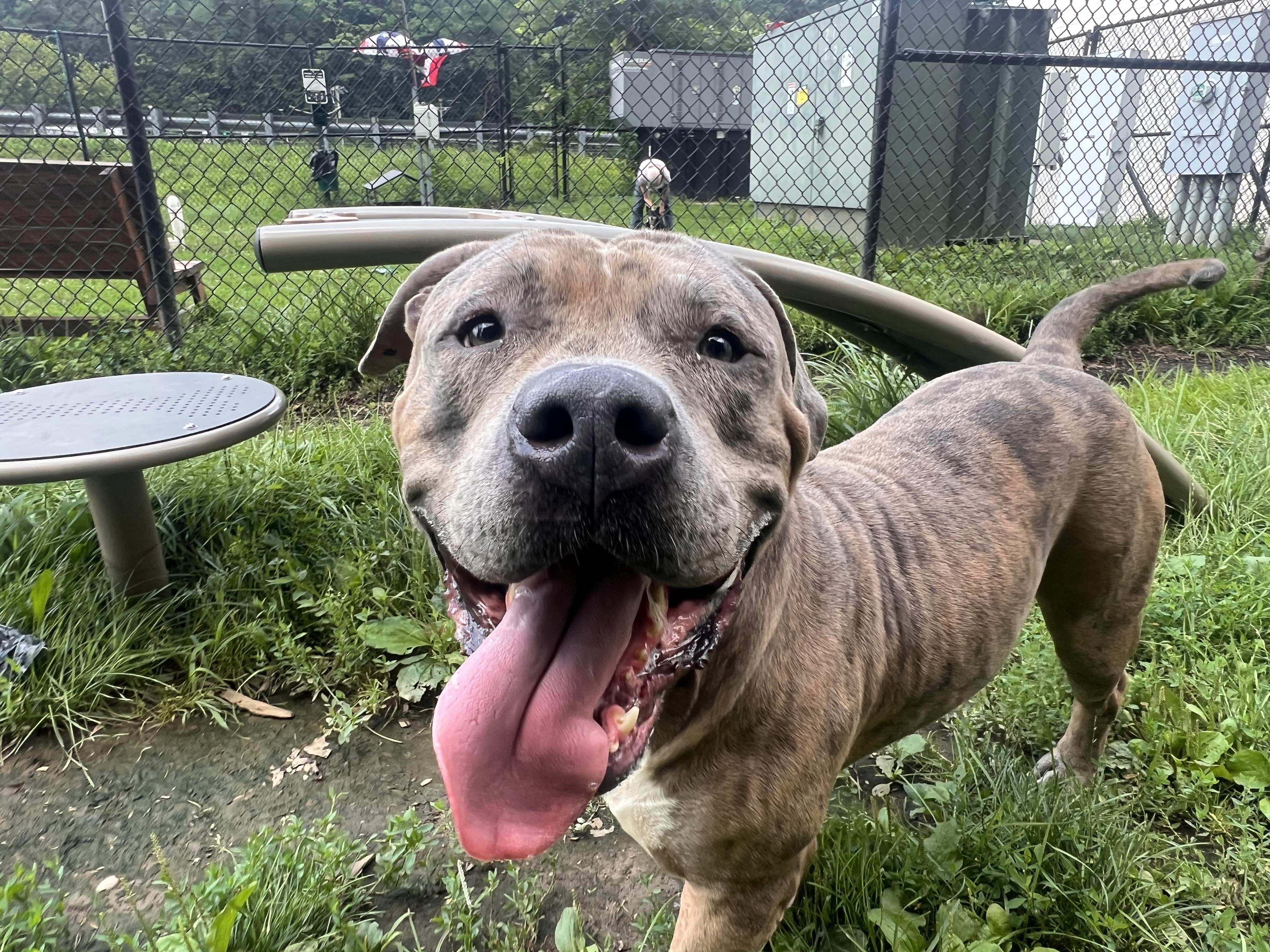Enlarge Mo, a Adoptable mixed breed in Yonkers, NY image 5/6