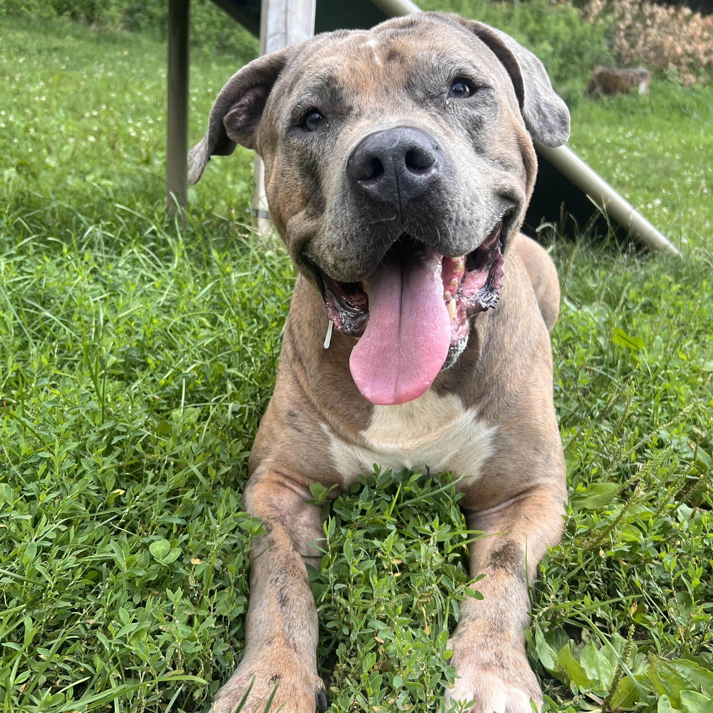 Enlarge Mo, a Adoptable mixed breed in Yonkers, NY image 3/6