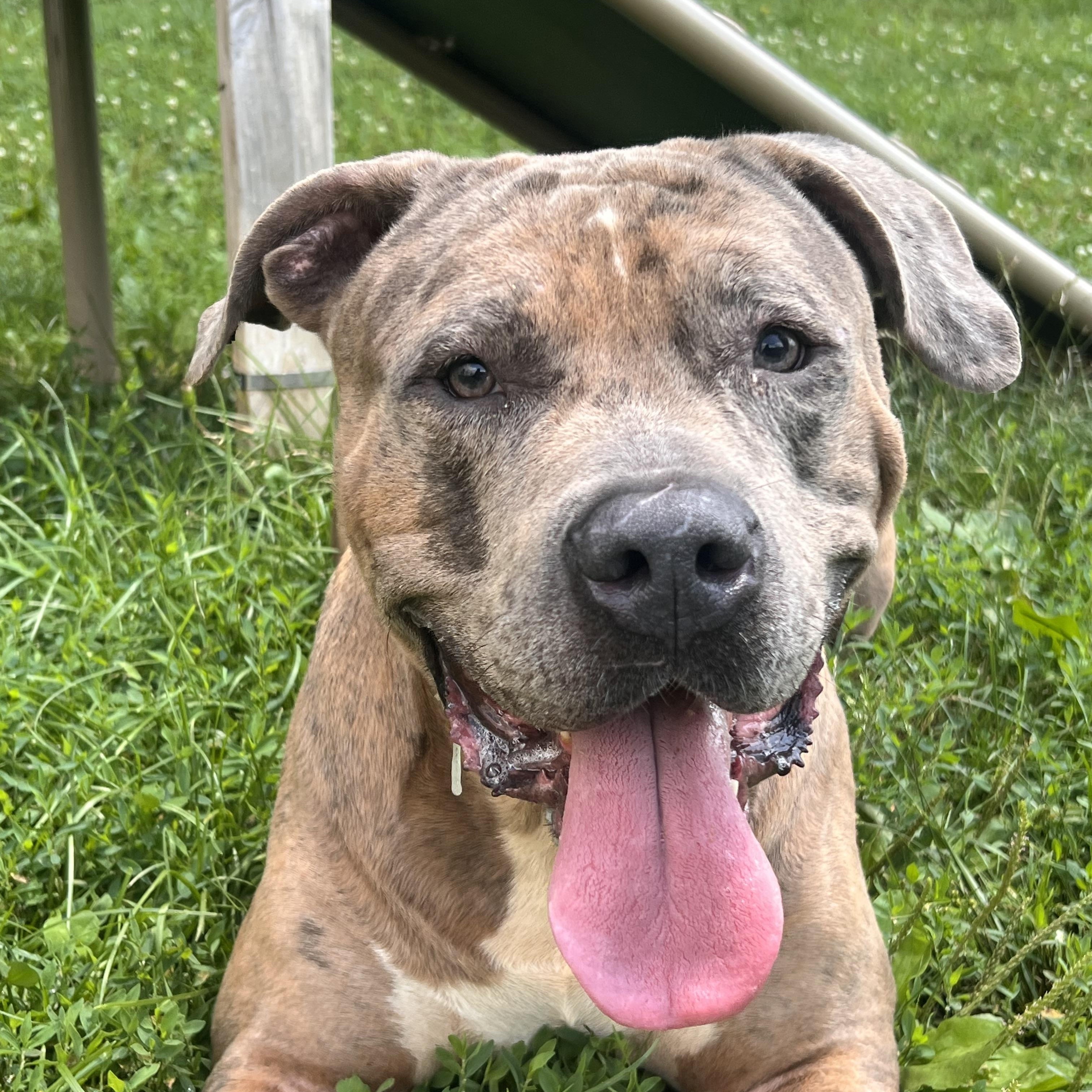 Mo, Adoptable, Young Male Cane Corso & Pit Bull Terrier.