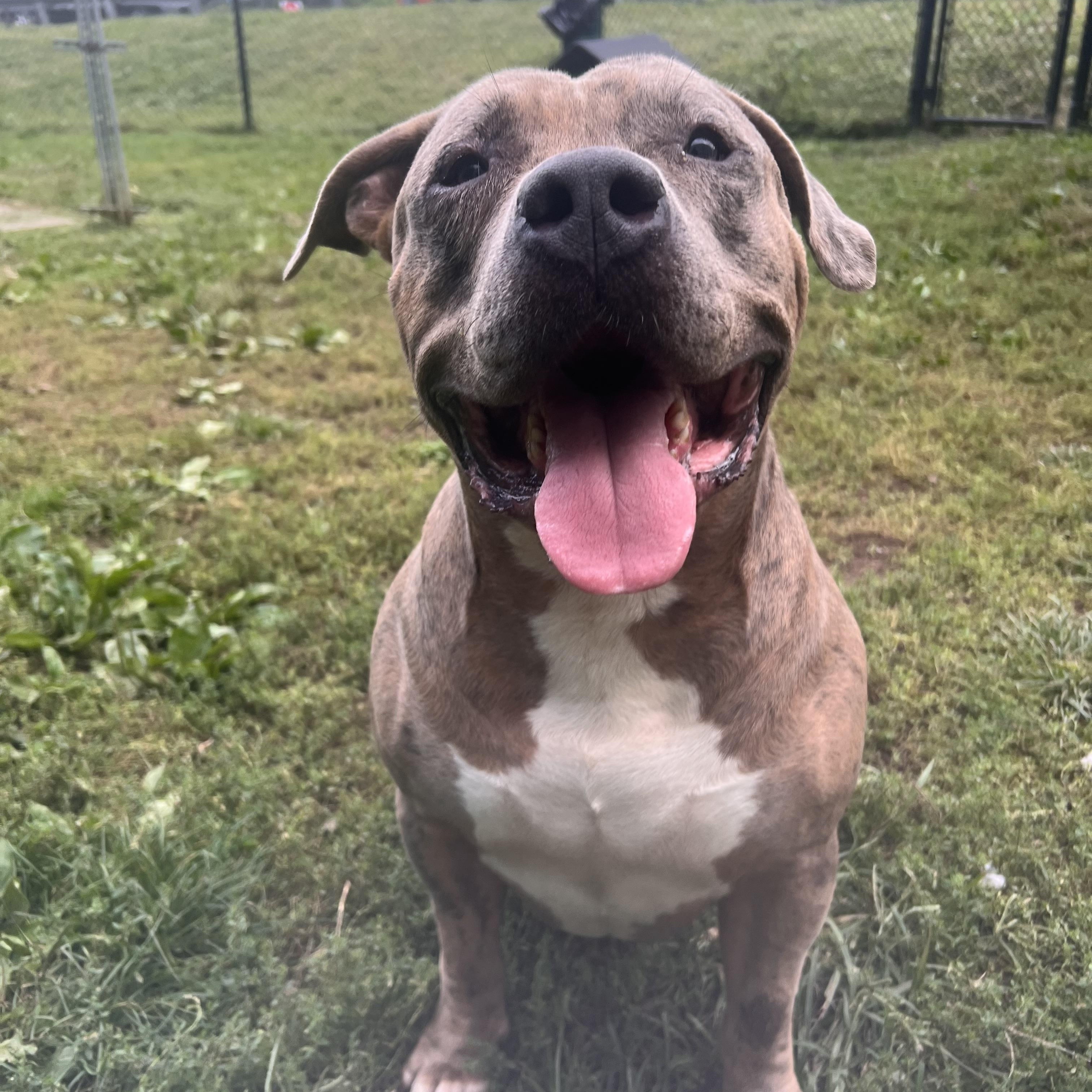 Enlarge Mo, a Adoptable mixed breed in Yonkers, NY image 2/6