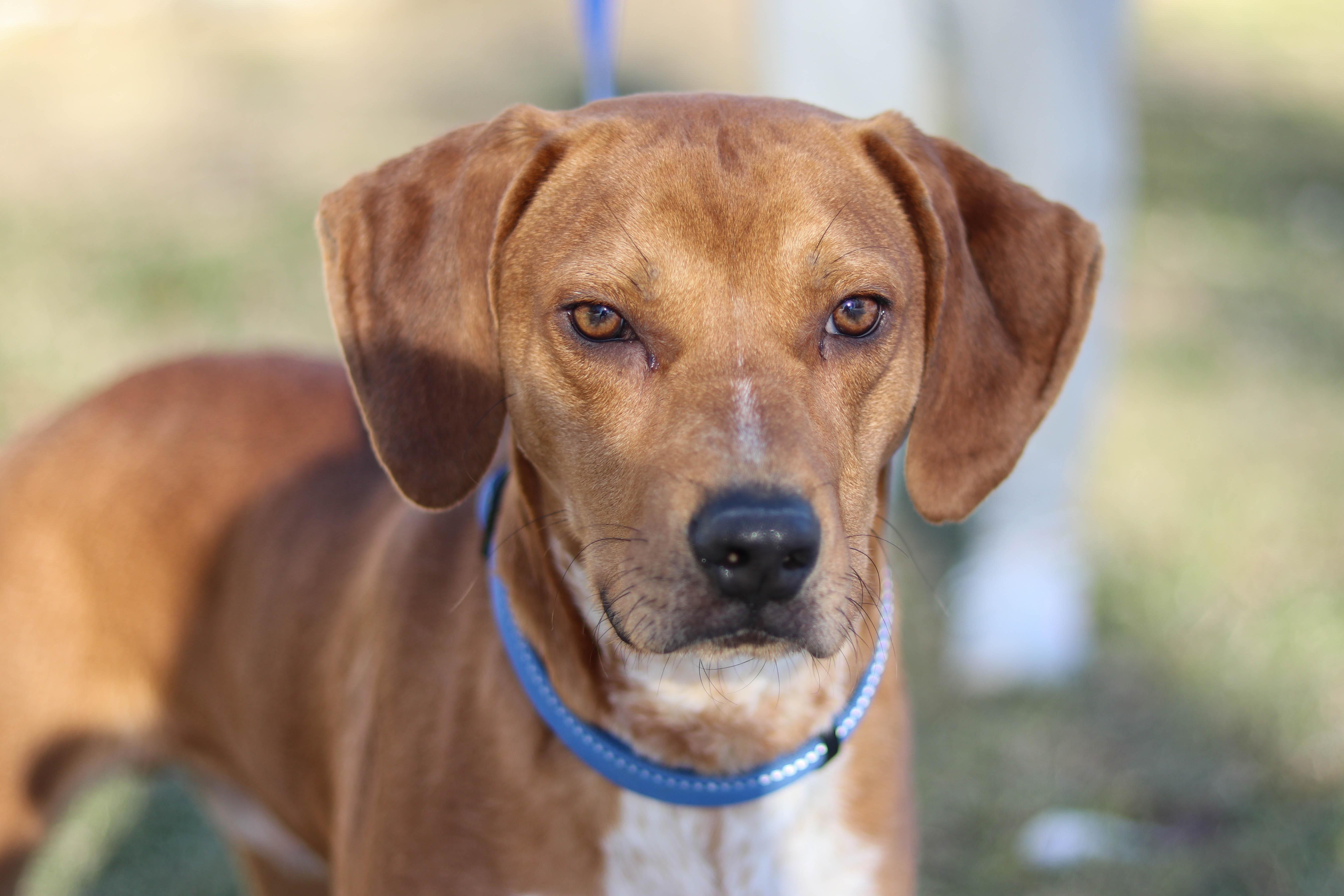 Marshall, a Adoptable mixed breed in Statesville, NC image 5/5
