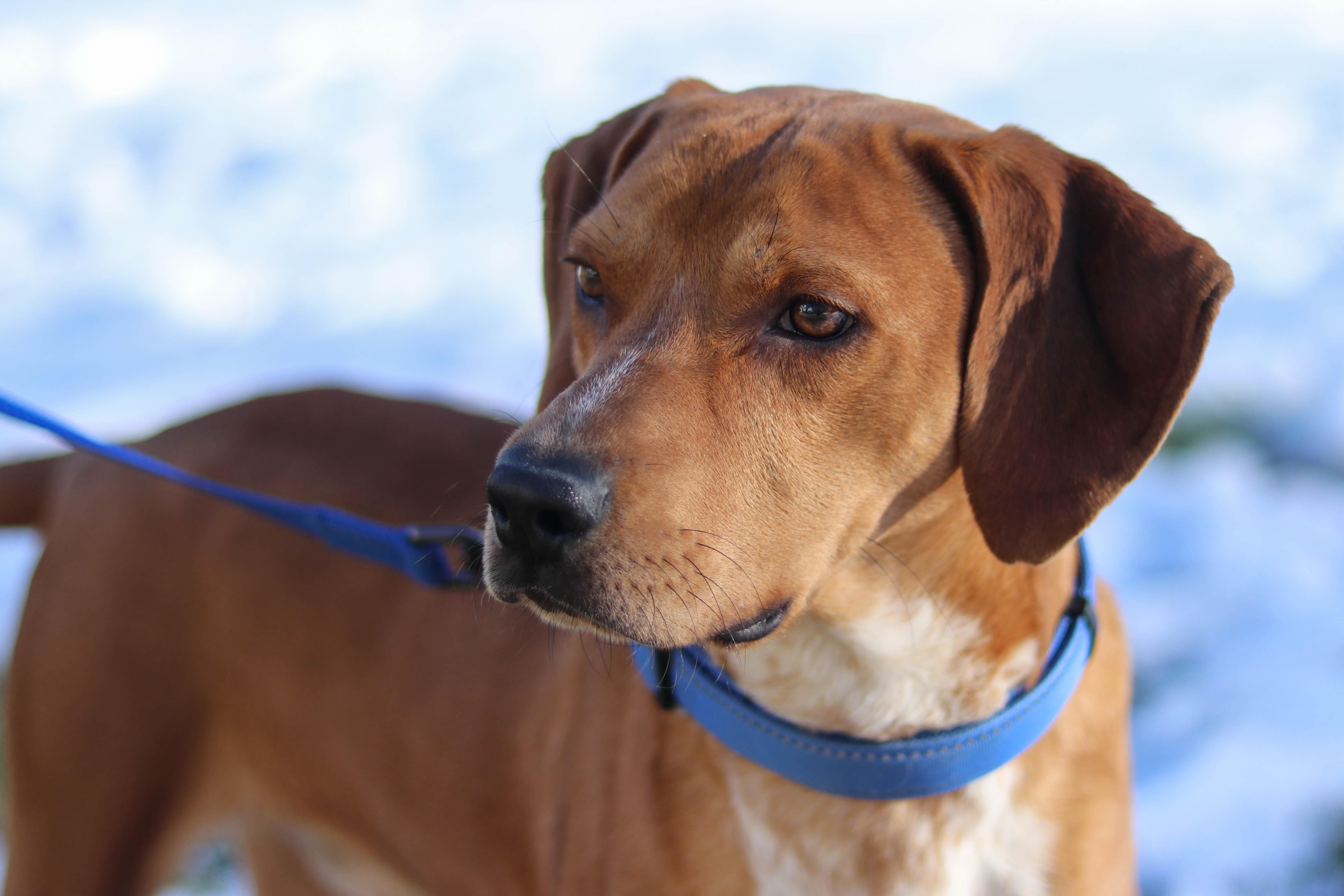 Marshall, a Adoptable mixed breed in Statesville, NC image 4/5