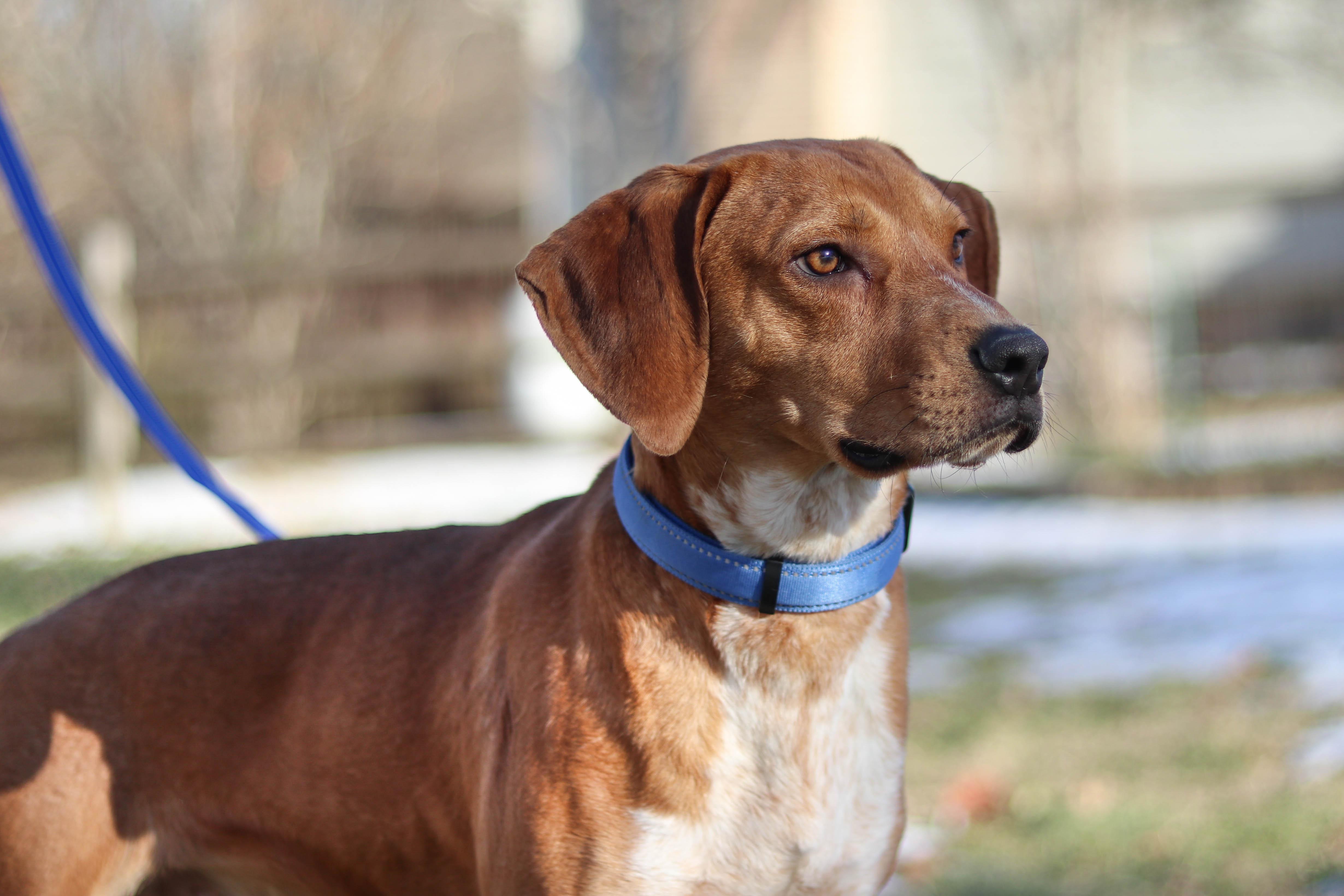 Marshall, a Adoptable mixed breed in Statesville, NC image 2/5