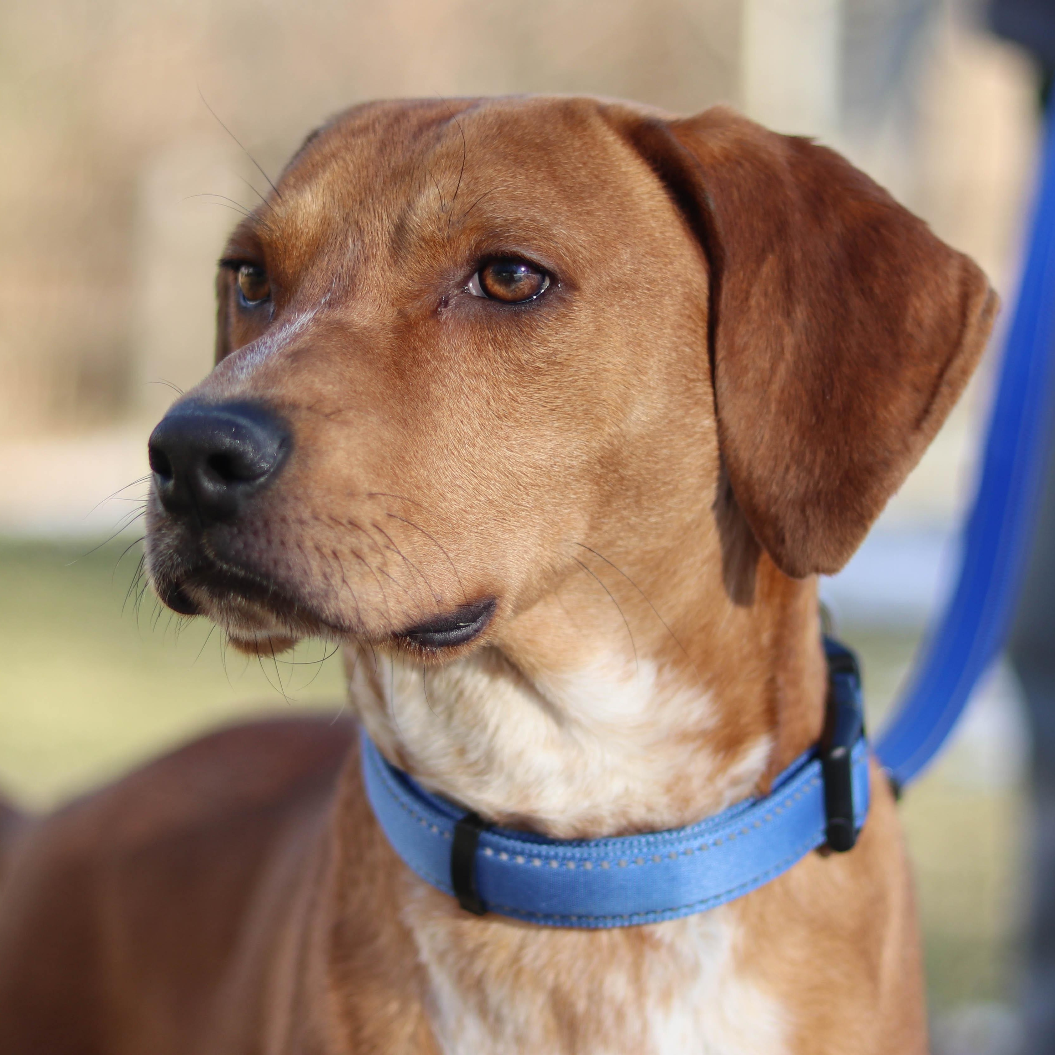 Marshall, Adoptable, Young Male Hound.