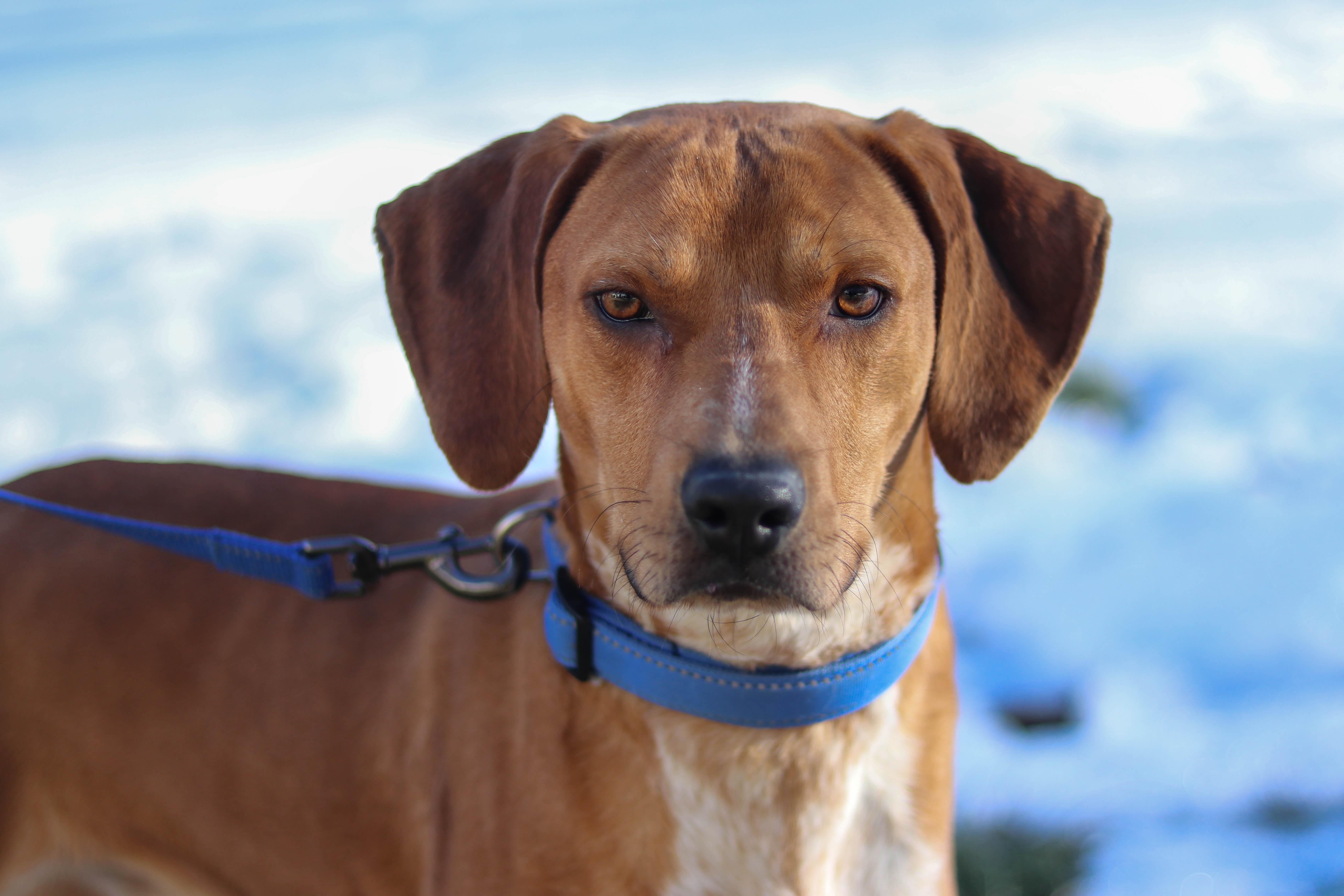 Marshall, a Adoptable mixed breed in Statesville, NC image 3/5