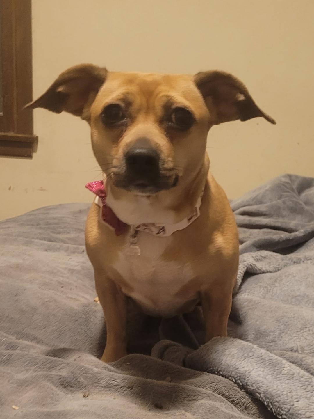 Daisie Mae, ADOPTABLE, Adult Female Dachshund & Chihuahua.