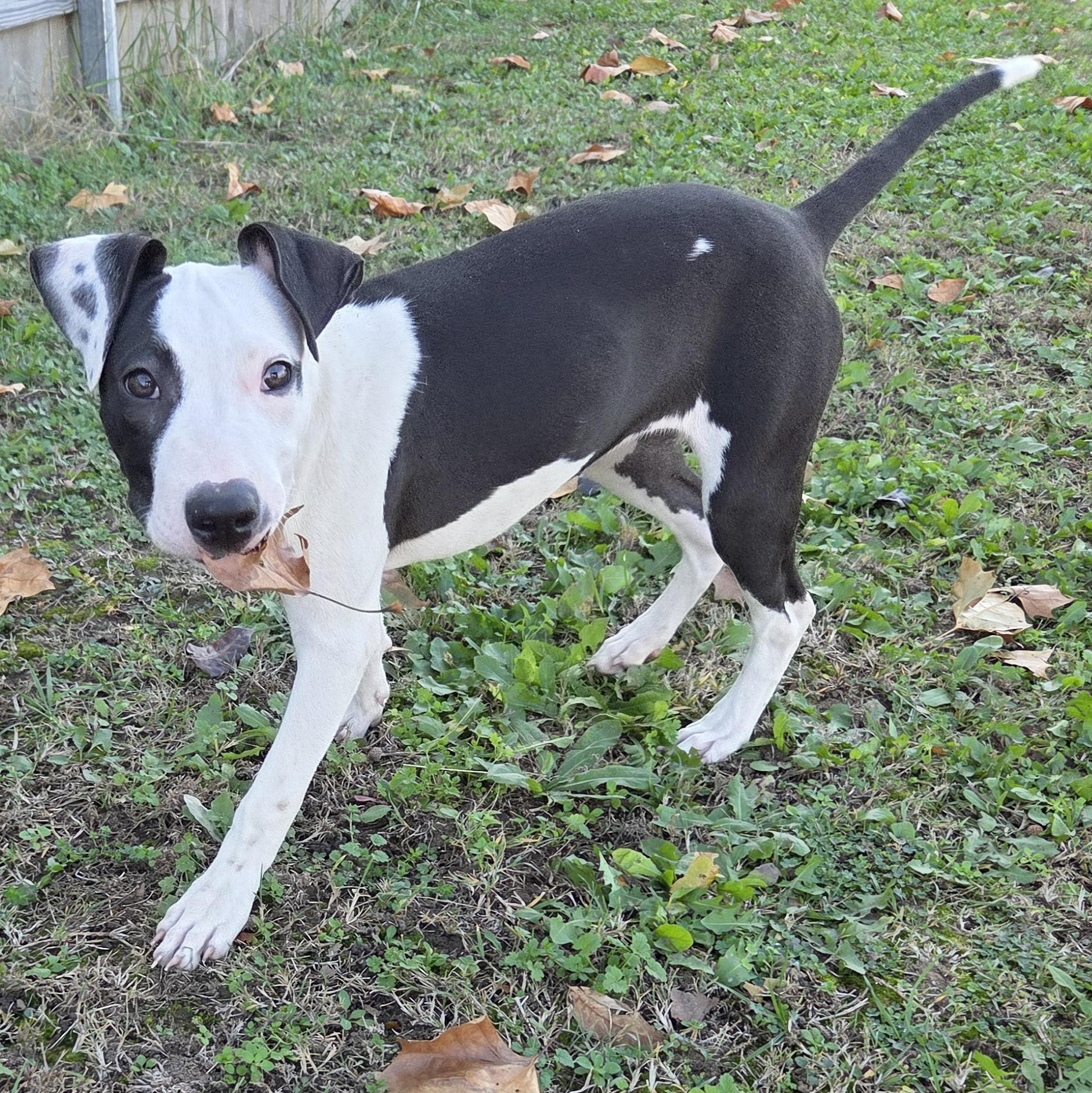 Skye, ADOPTABLE, Young Female Black Mouth Cur & Pit Bull Terrier.
