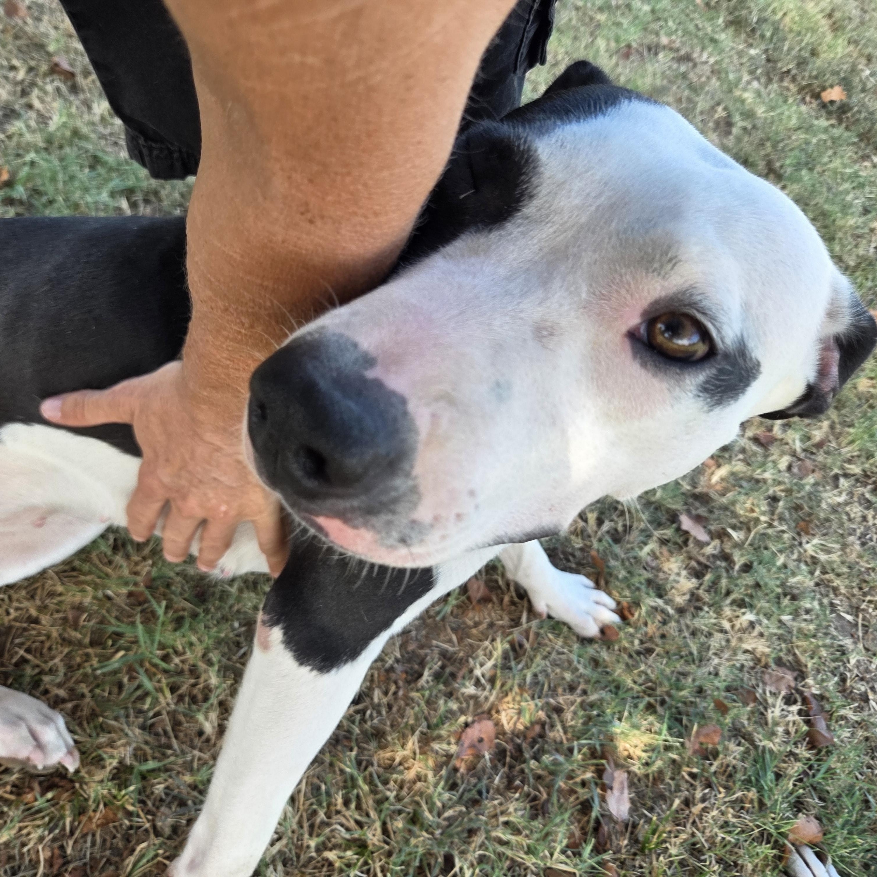 Enlarge Skye, a Adoptable mixed breed in Owasso, OK image 4/5