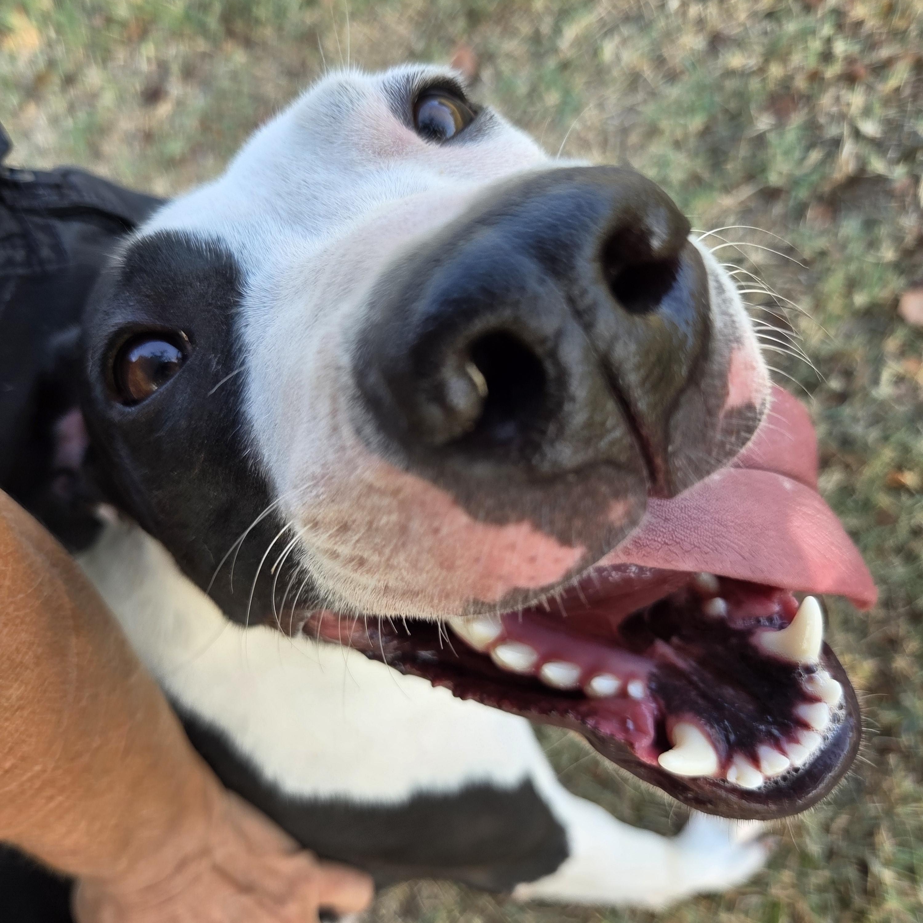 Enlarge Skye, a Adoptable mixed breed in Owasso, OK image 3/5