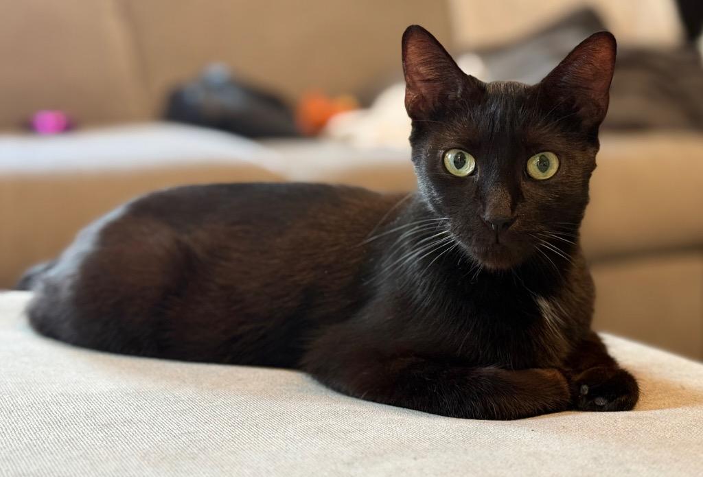 Enlarge Venti, a Adoptable mixed breed in Syracuse, IN image 1/2