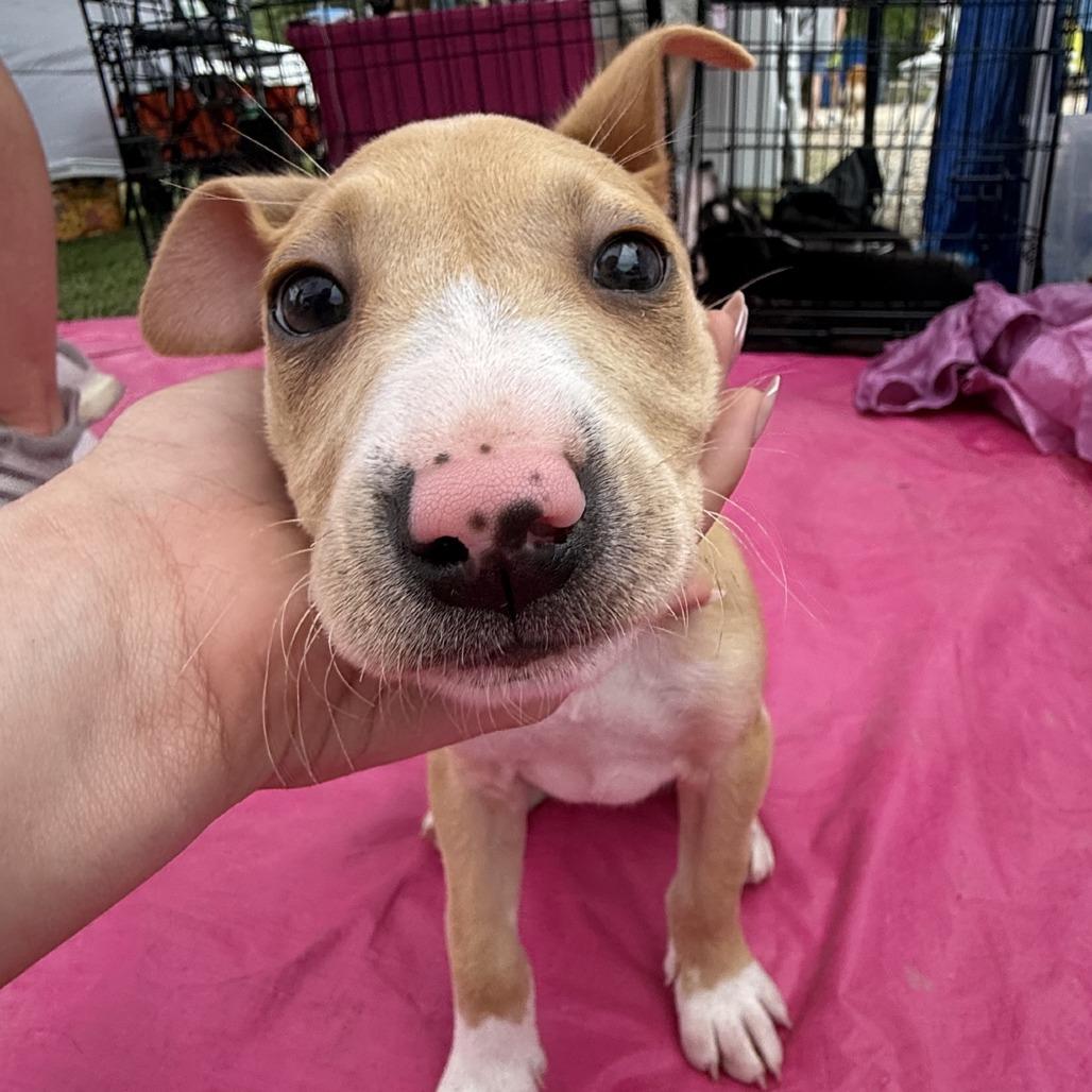Lilac, Adoptable, Puppy Female Labrador Retriever & Mixed Breed.