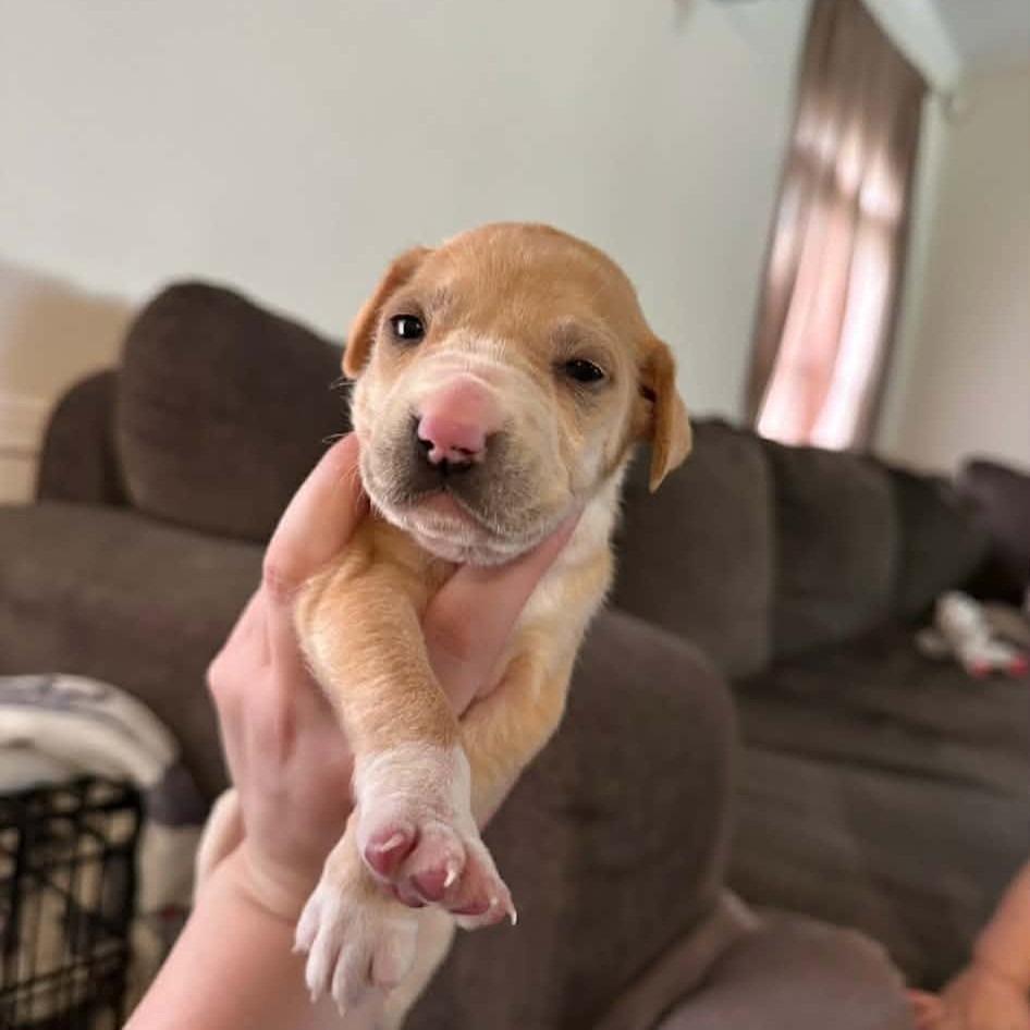 Lilac, a Adoptable mixed breed in Baton Rouge, LA image 2/6