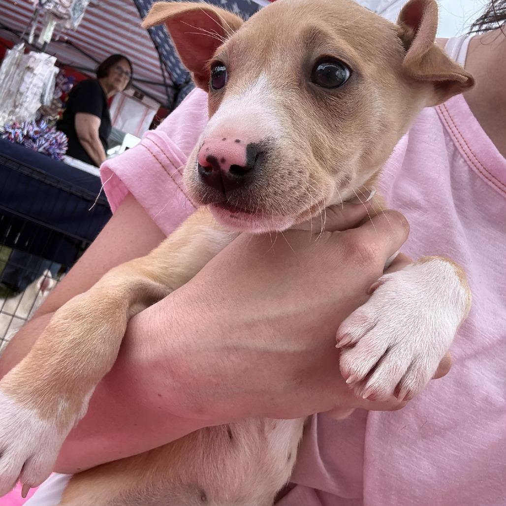 Lilac, a Adoptable mixed breed in Baton Rouge, LA image 3/6
