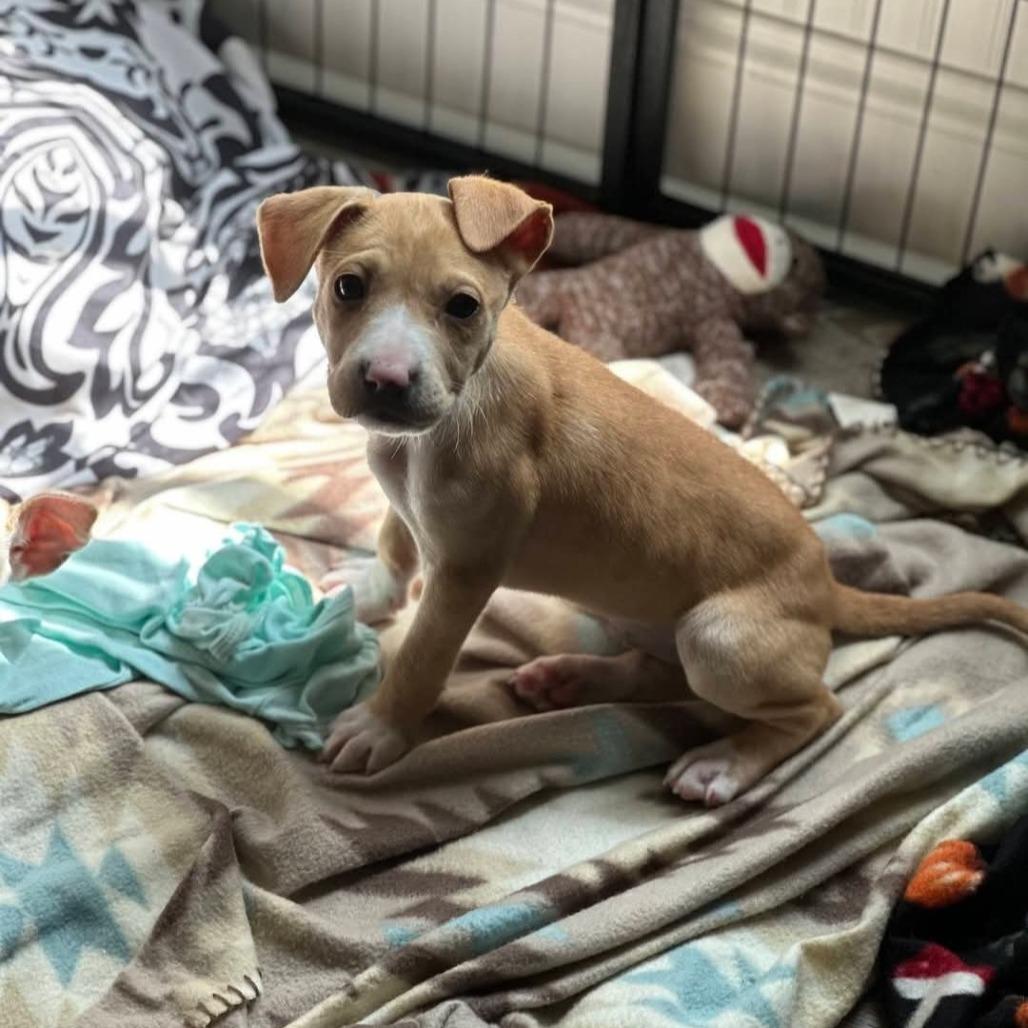 Lilac, a Adoptable mixed breed in Baton Rouge, LA image 4/6