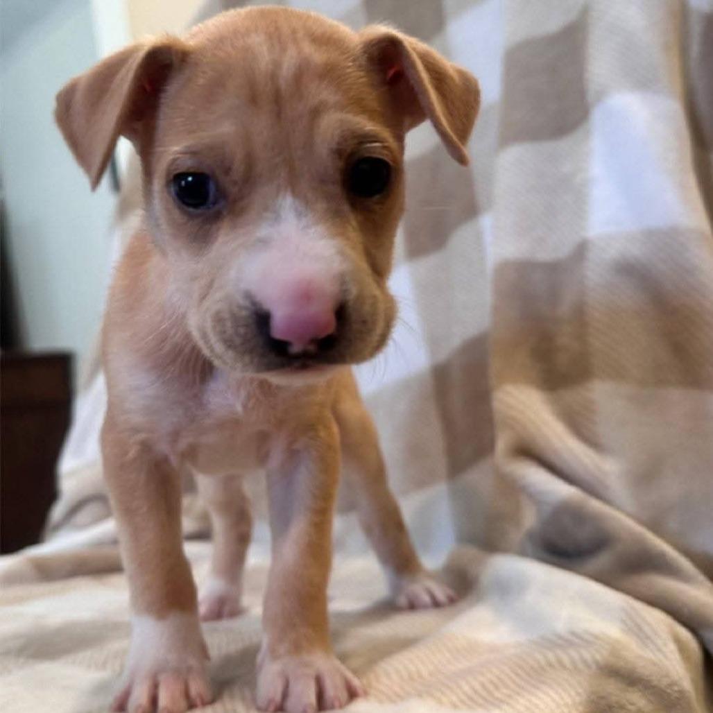 Lilac, a Adoptable mixed breed in Baton Rouge, LA image 5/6