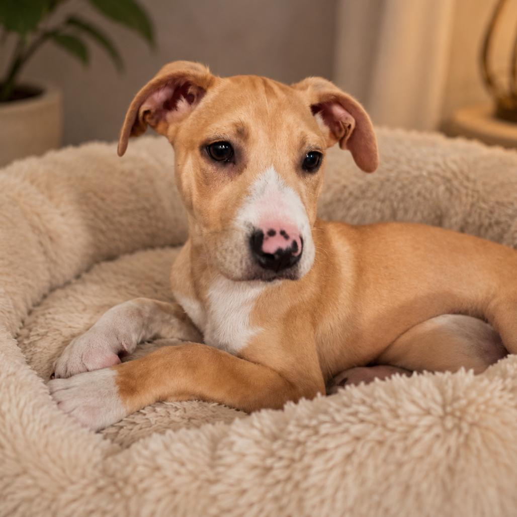 Lilac, a Adoptable mixed breed in Baton Rouge, LA image 6/6