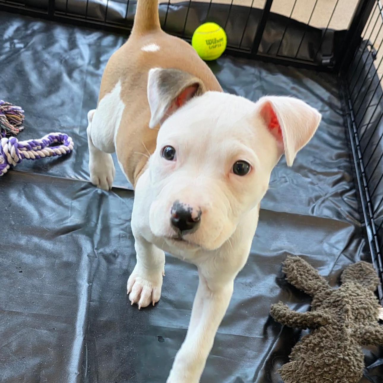 Dozer aka Biscuits, an adopted mixed breed in Dallas, TX image 1/6