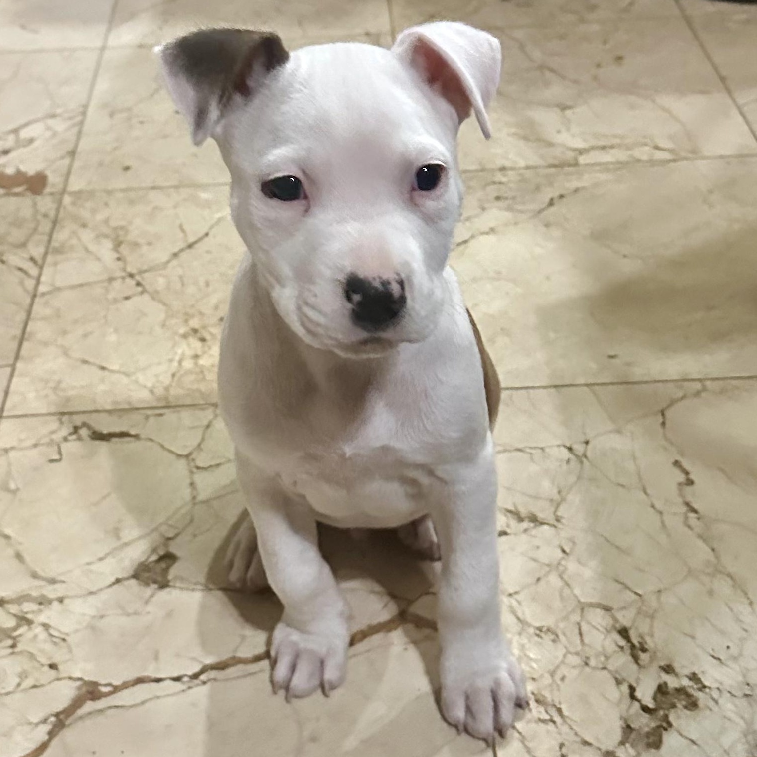 Dozer aka Biscuits, an adopted mixed breed in Dallas, TX image 3/6