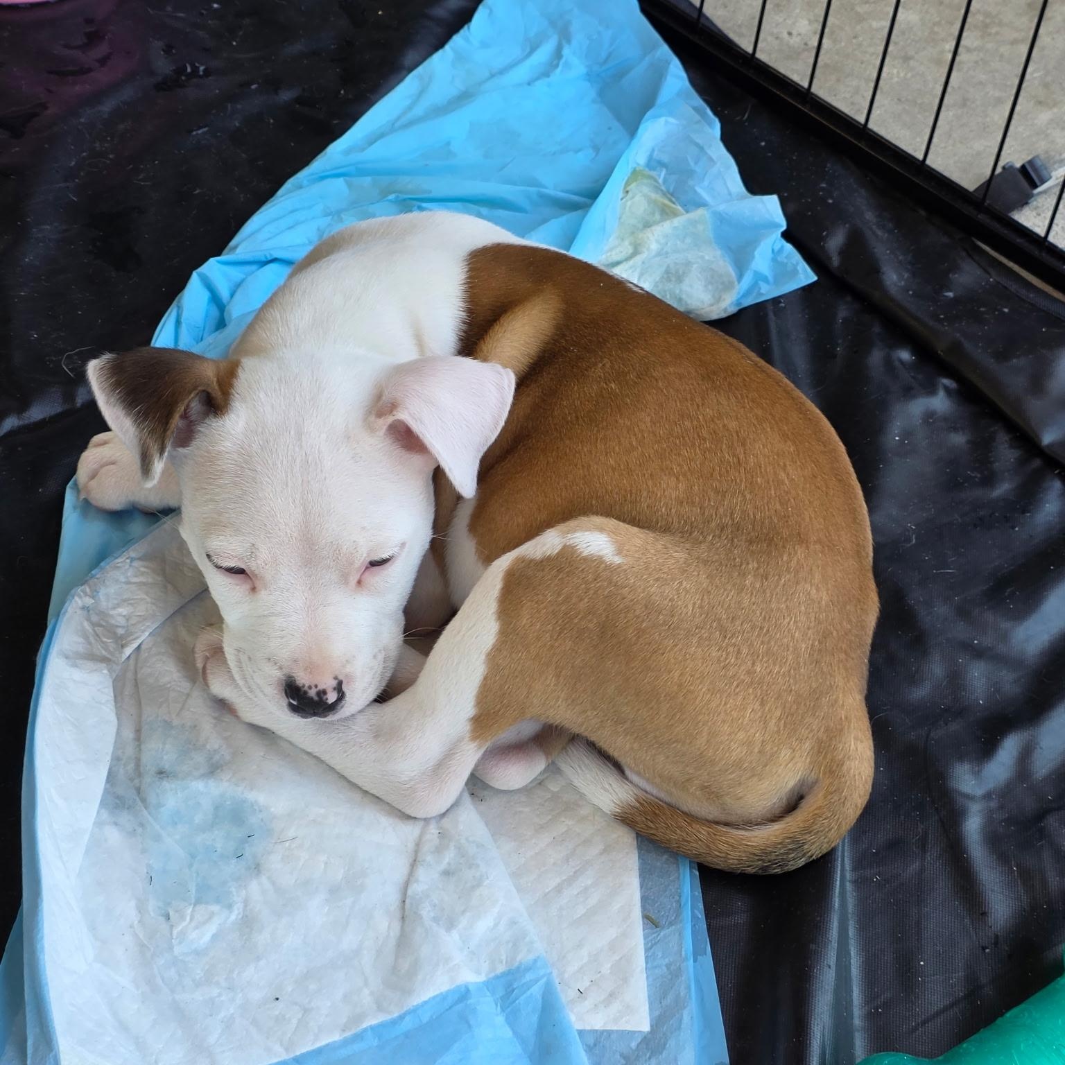 Dozer aka Biscuits, an adopted mixed breed in Dallas, TX image 5/6