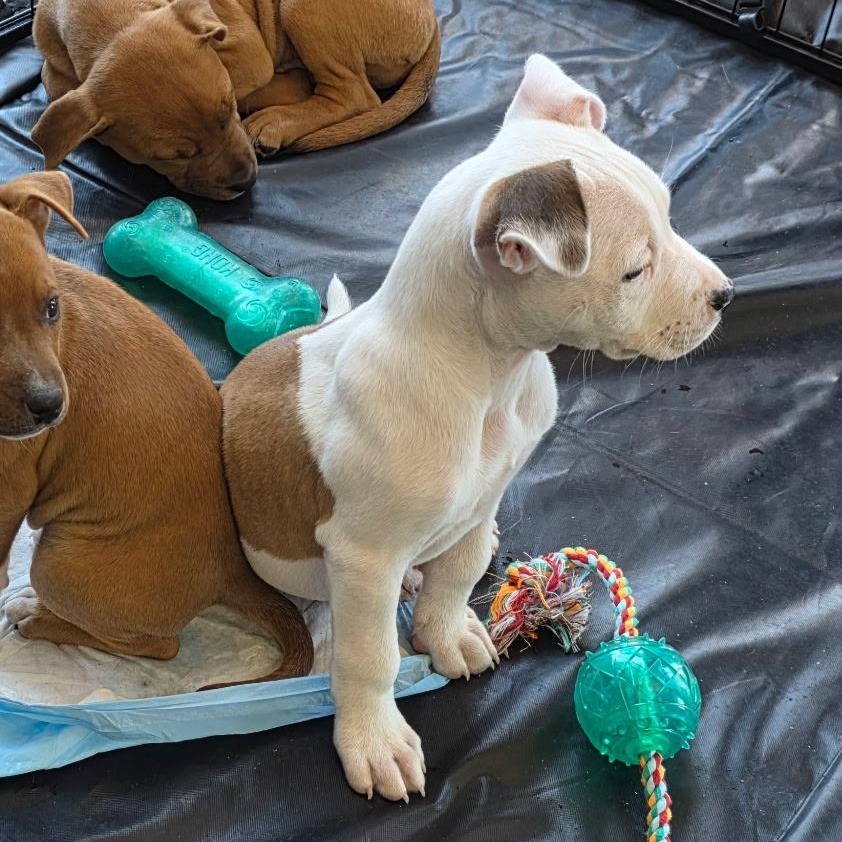 Dozer aka Biscuits, an adopted mixed breed in Dallas, TX image 2/6