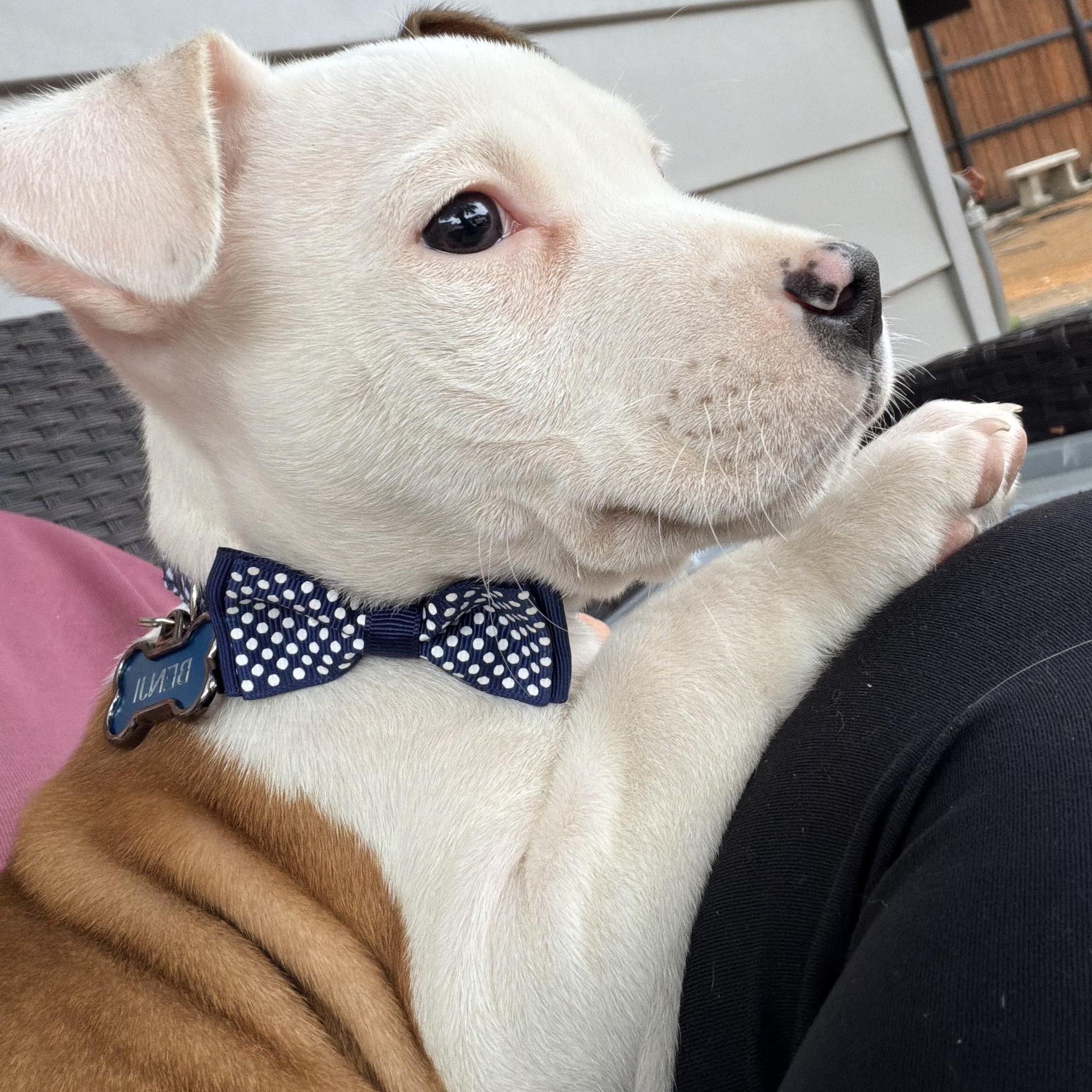 Dozer aka Biscuits, an adopted mixed breed in Dallas, TX image 6/6