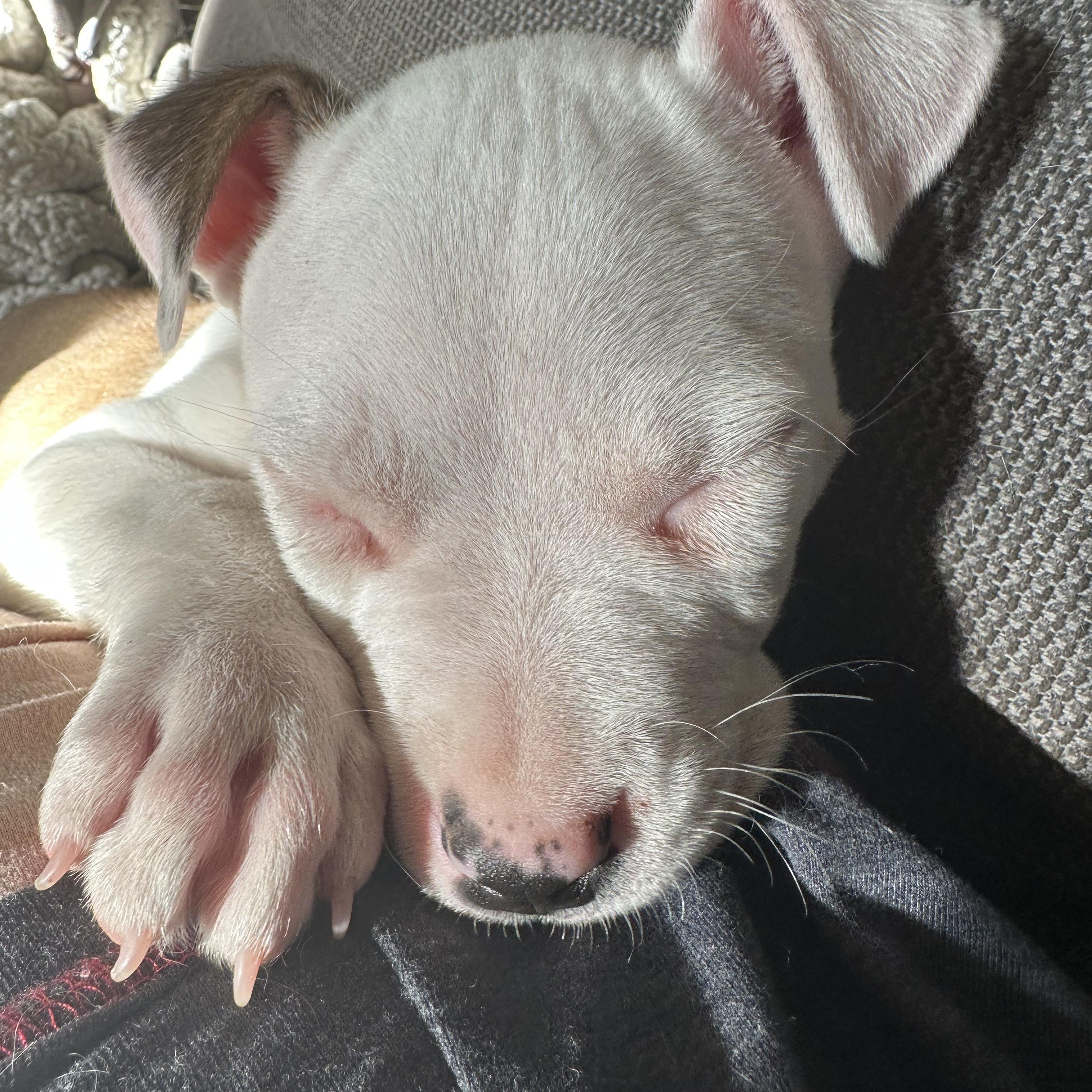 Dozer aka Biscuits, an adopted mixed breed in Dallas, TX image 4/6