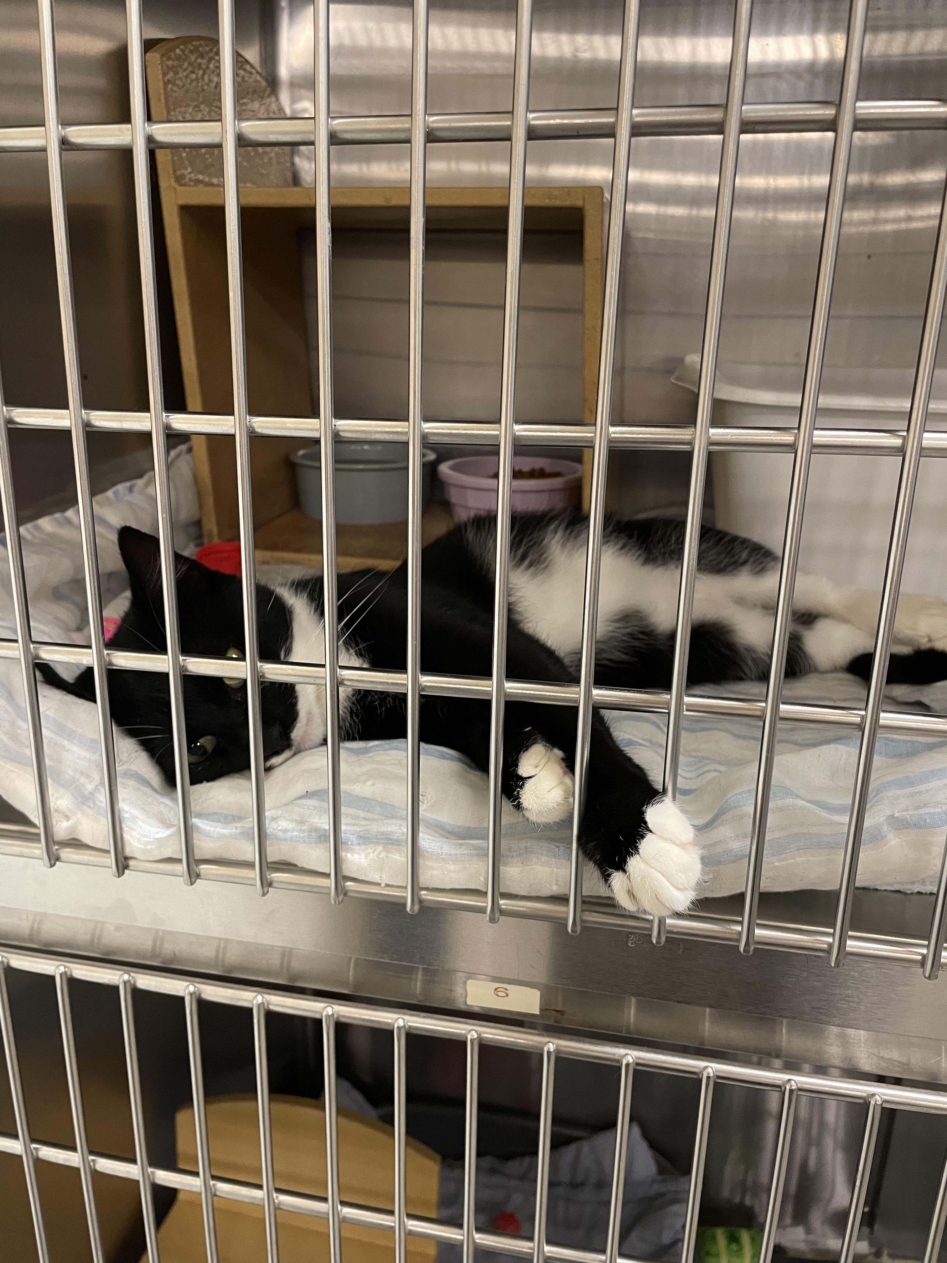 Enlarge Ozzie, a Adopted Domestic Short Hair in Morganton, NC image 2/4