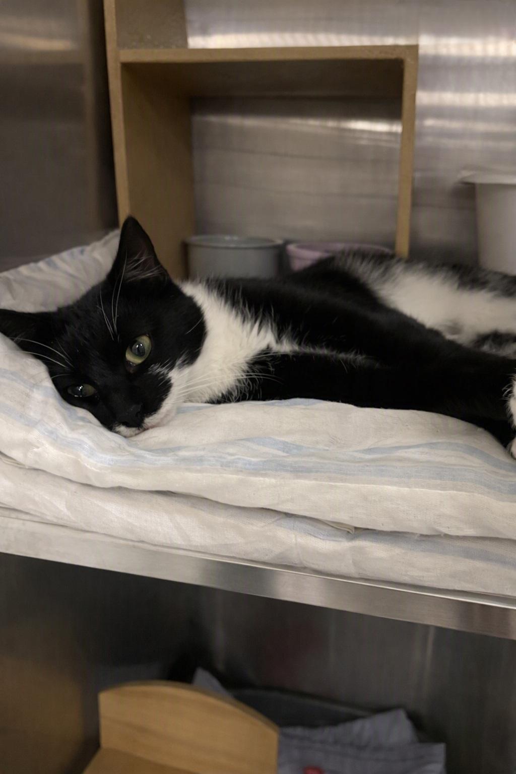 Enlarge Ozzie, a Adopted Domestic Short Hair in Morganton, NC image 3/4